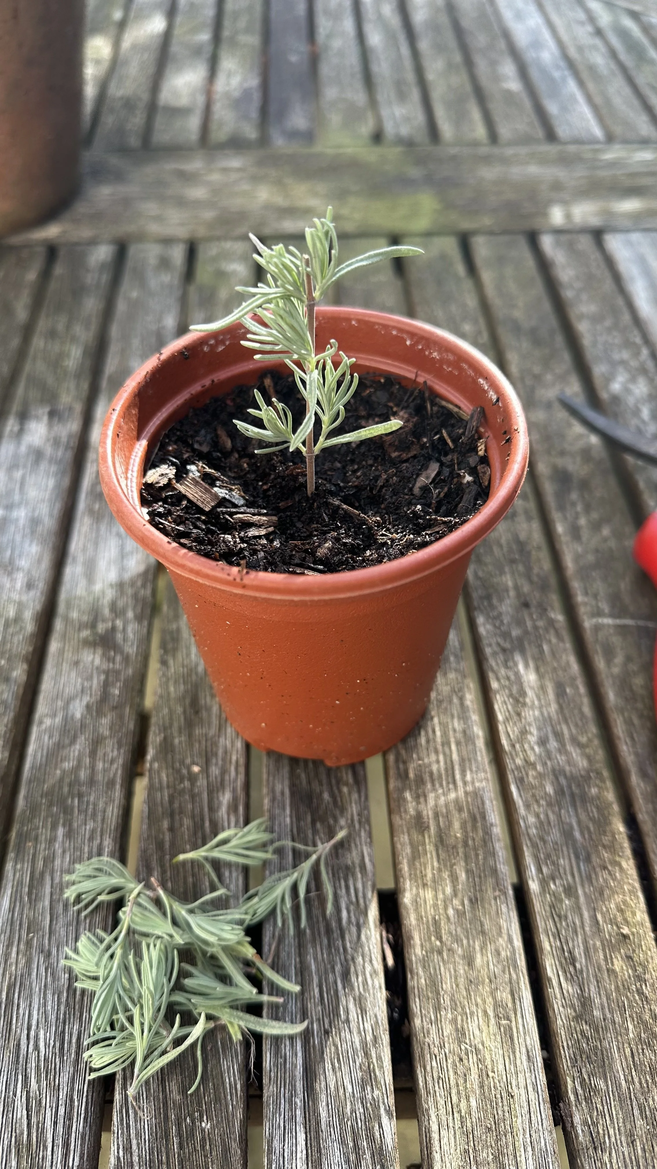 How to Take Lavender Cuttings A StepbyStep Guide — Meadowlark Journal