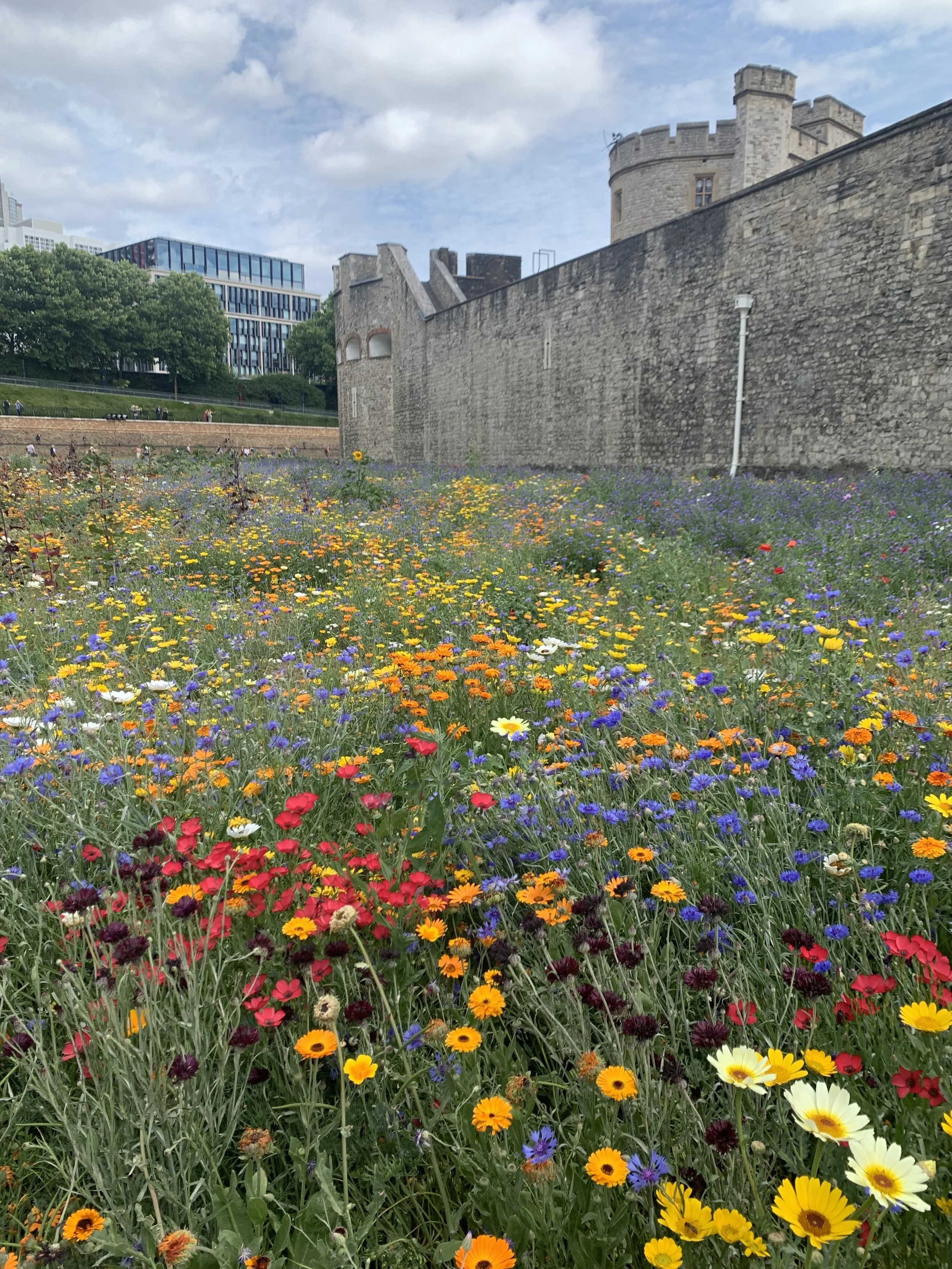 When to Plant Wildflower Seeds — Meadowlark Journal