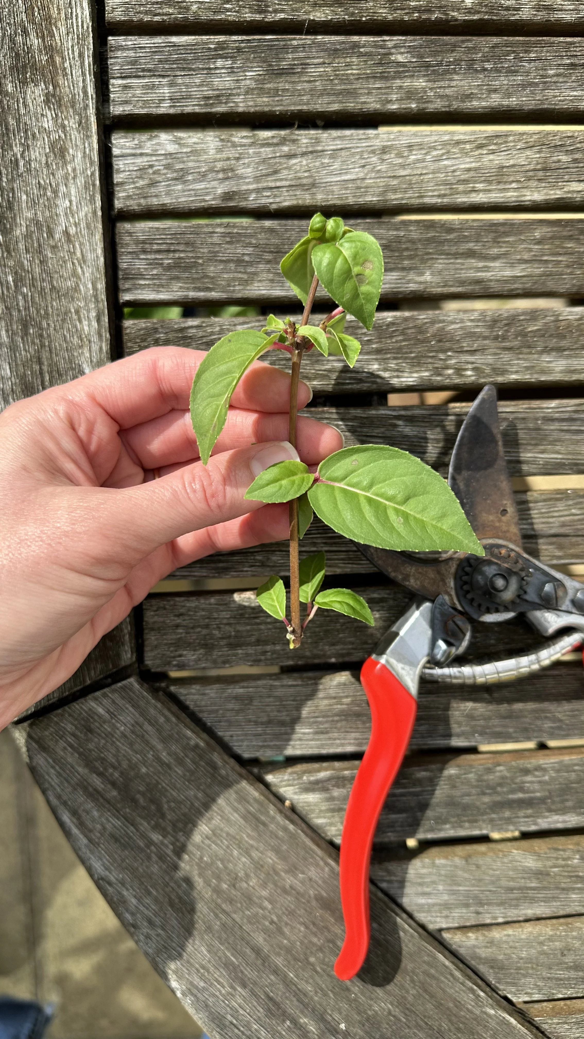 How to Take Fuchsia Cuttings
