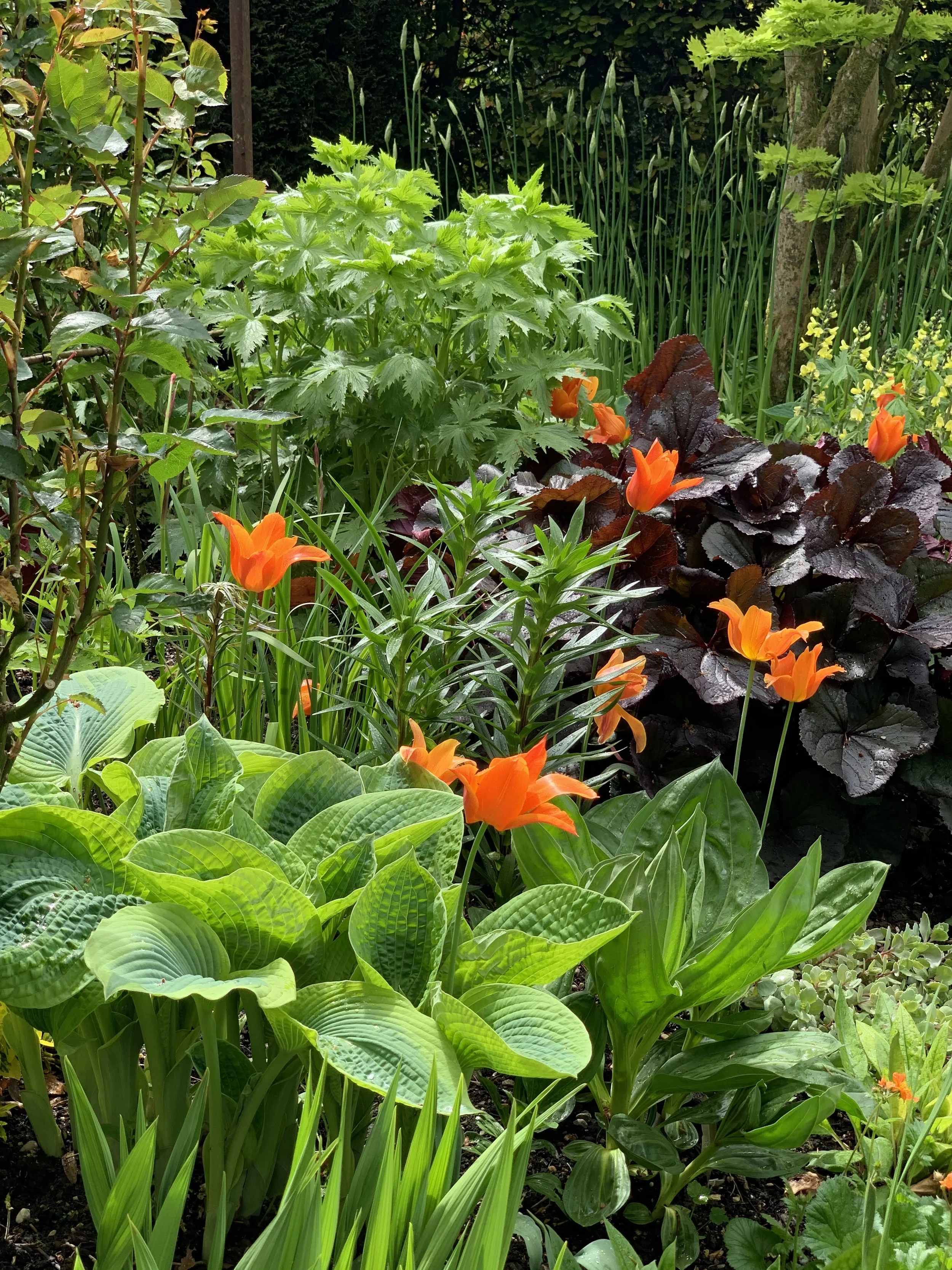 The Best Plants for Your North Facing Garden