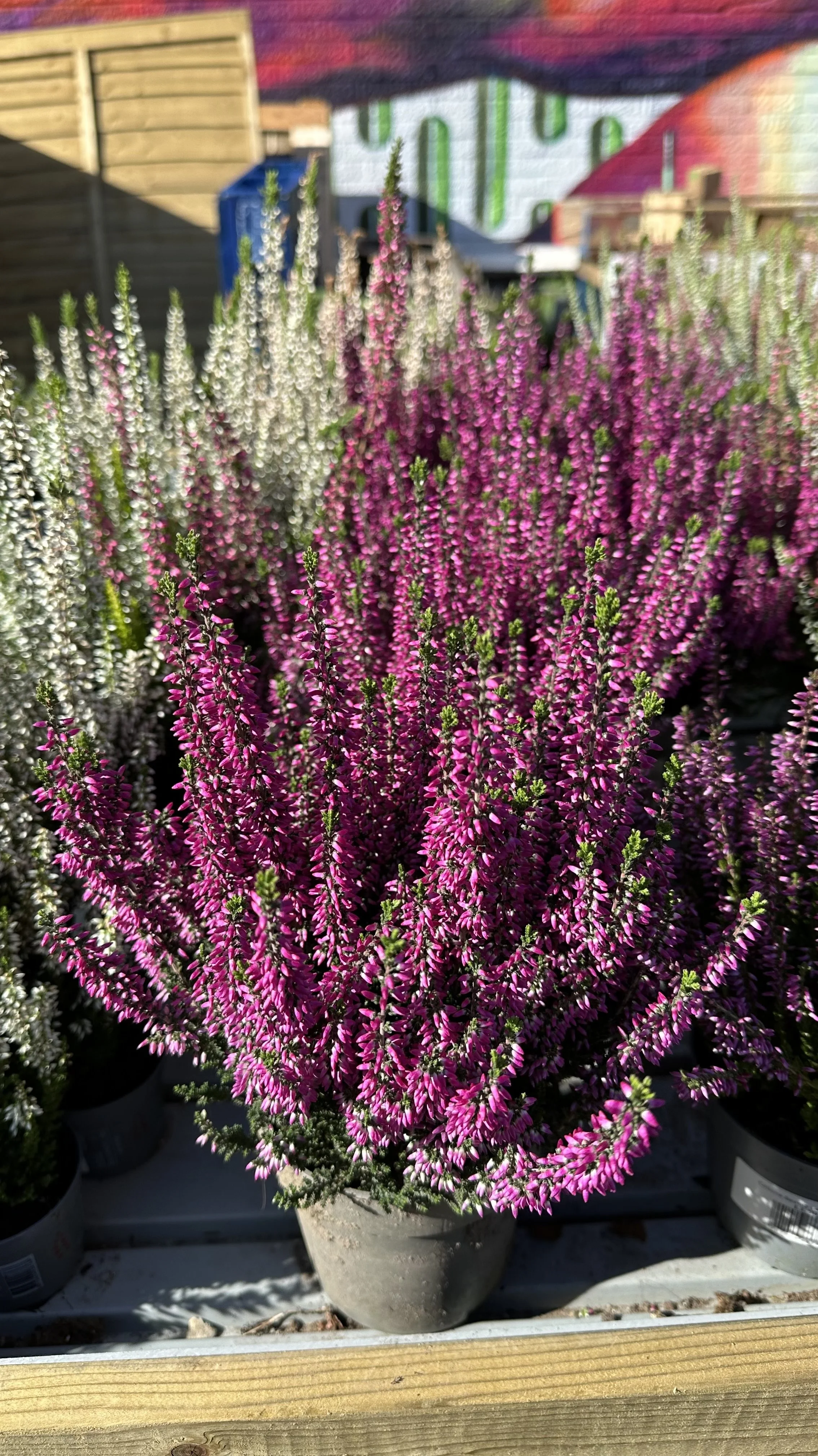 Bedding Plants for Winter: The Only Ones You Need