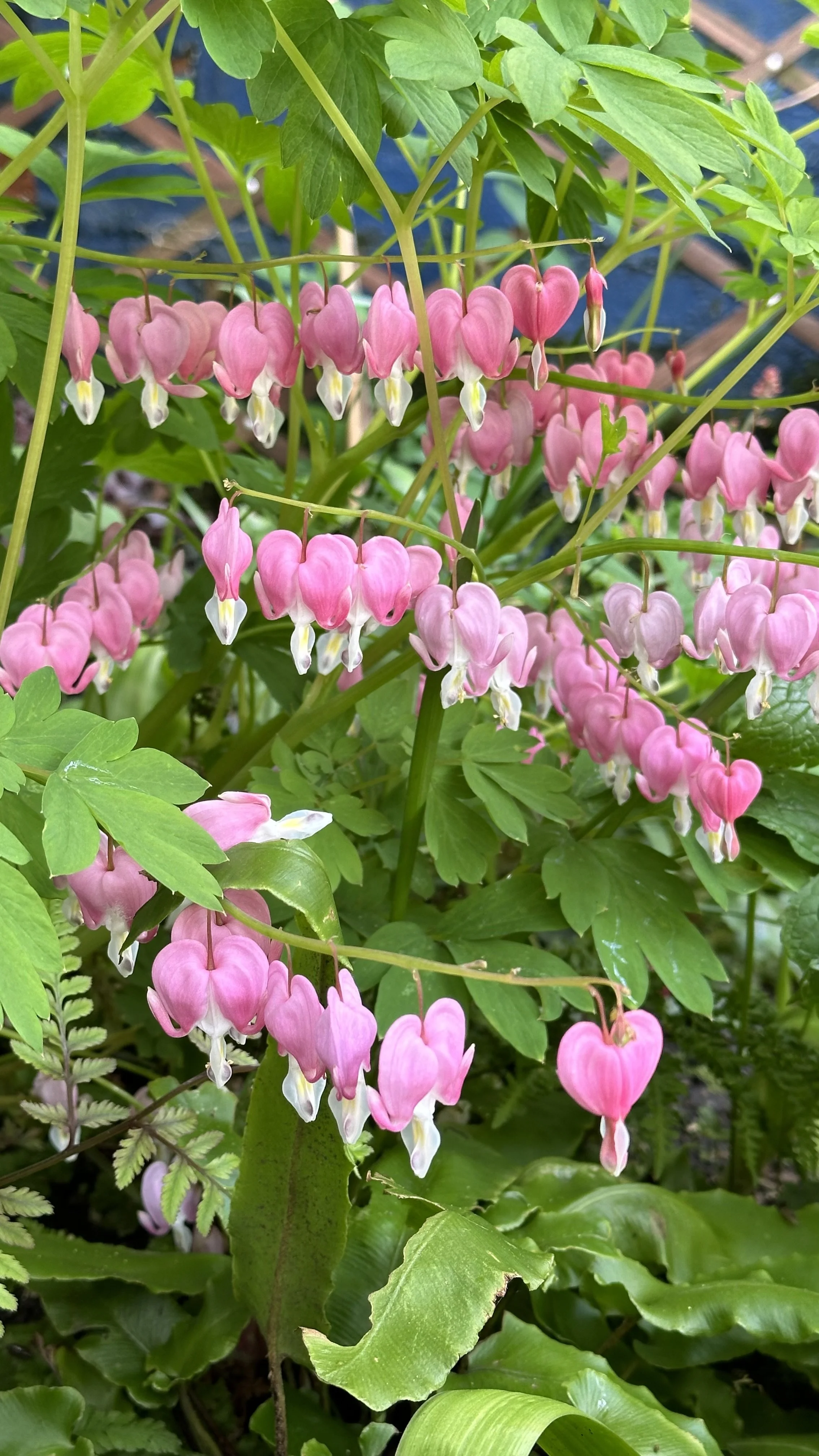 How to Grow Bleeding Heart