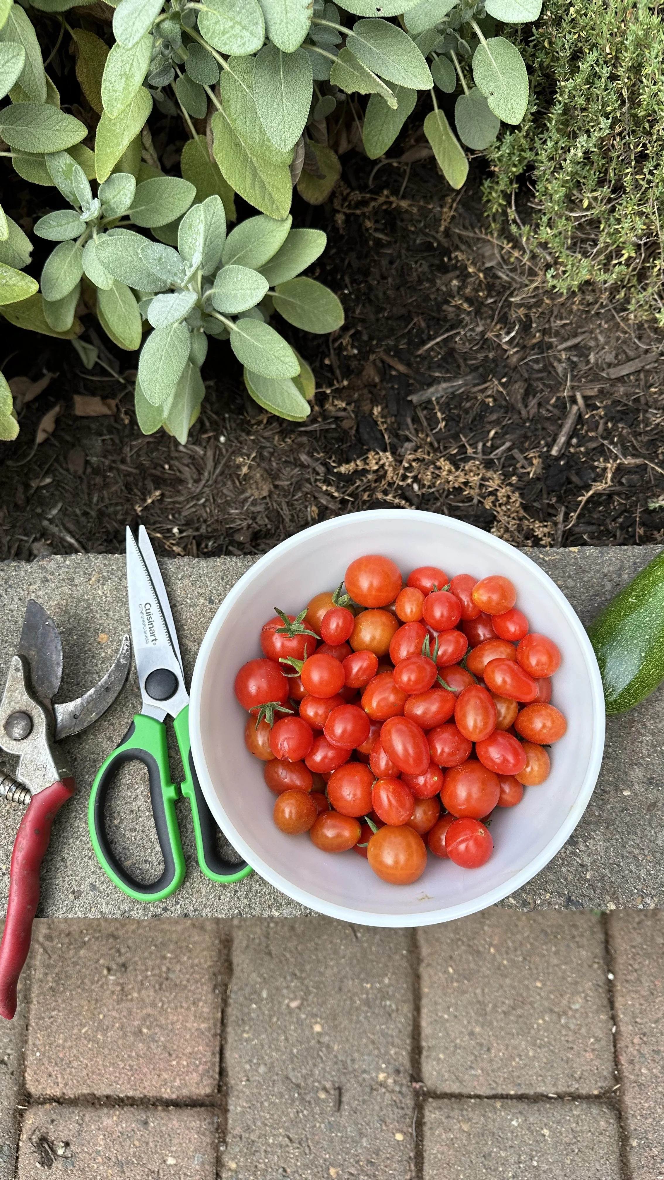 Are Coffee Grounds Good for Tomato Plants? — Meadowlark Journal