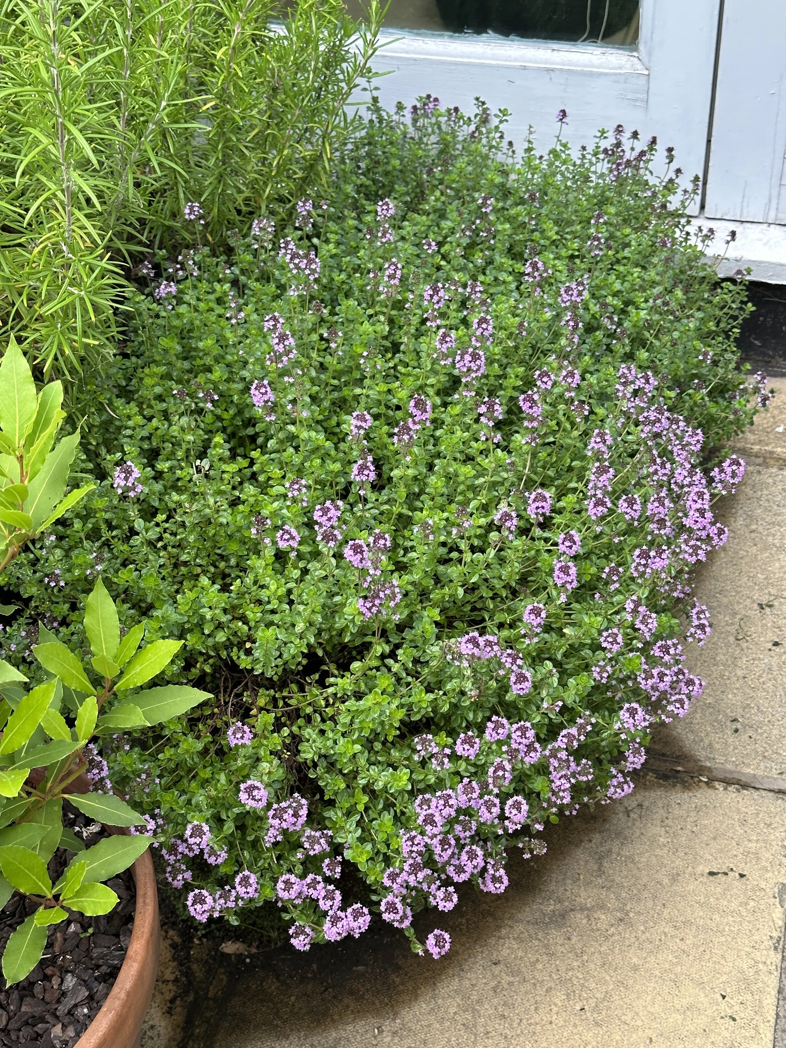 Growing Thyme from Seed: How to Plant and Harvest