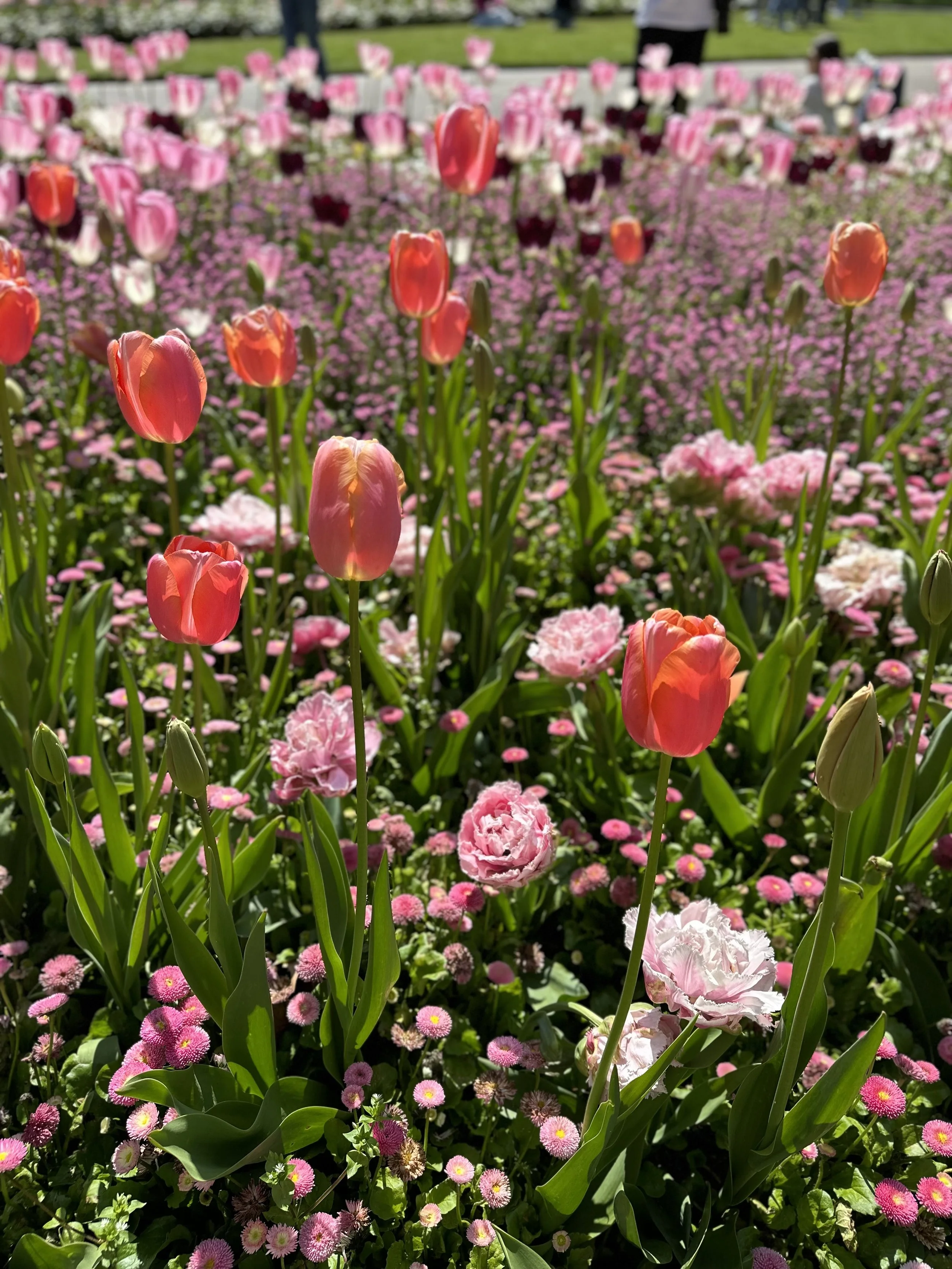 How Long Do Tulips Bloom? — Meadowlark Journal