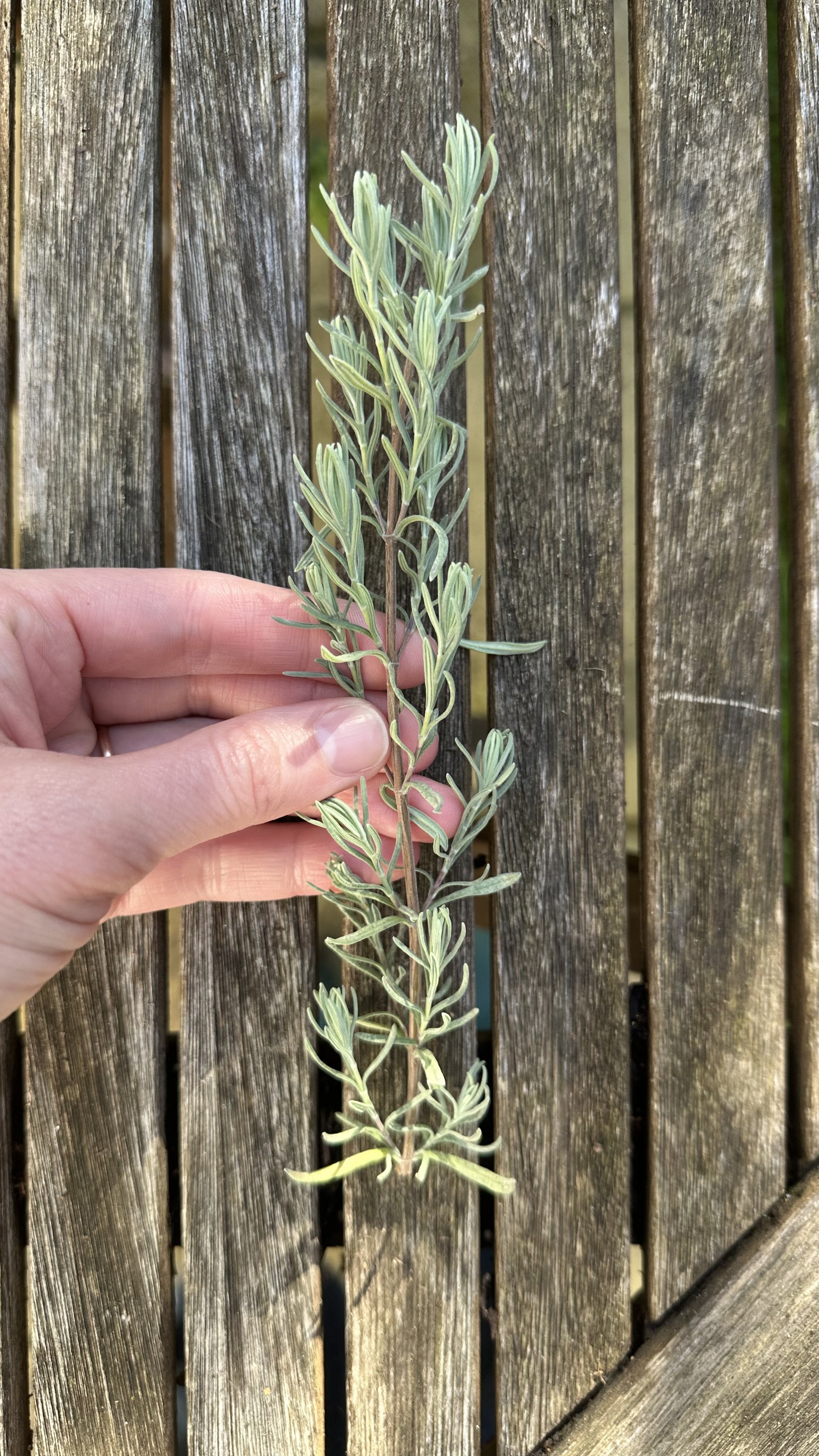 How to Take Lavender Cuttings A StepbyStep Guide — Meadowlark Journal
