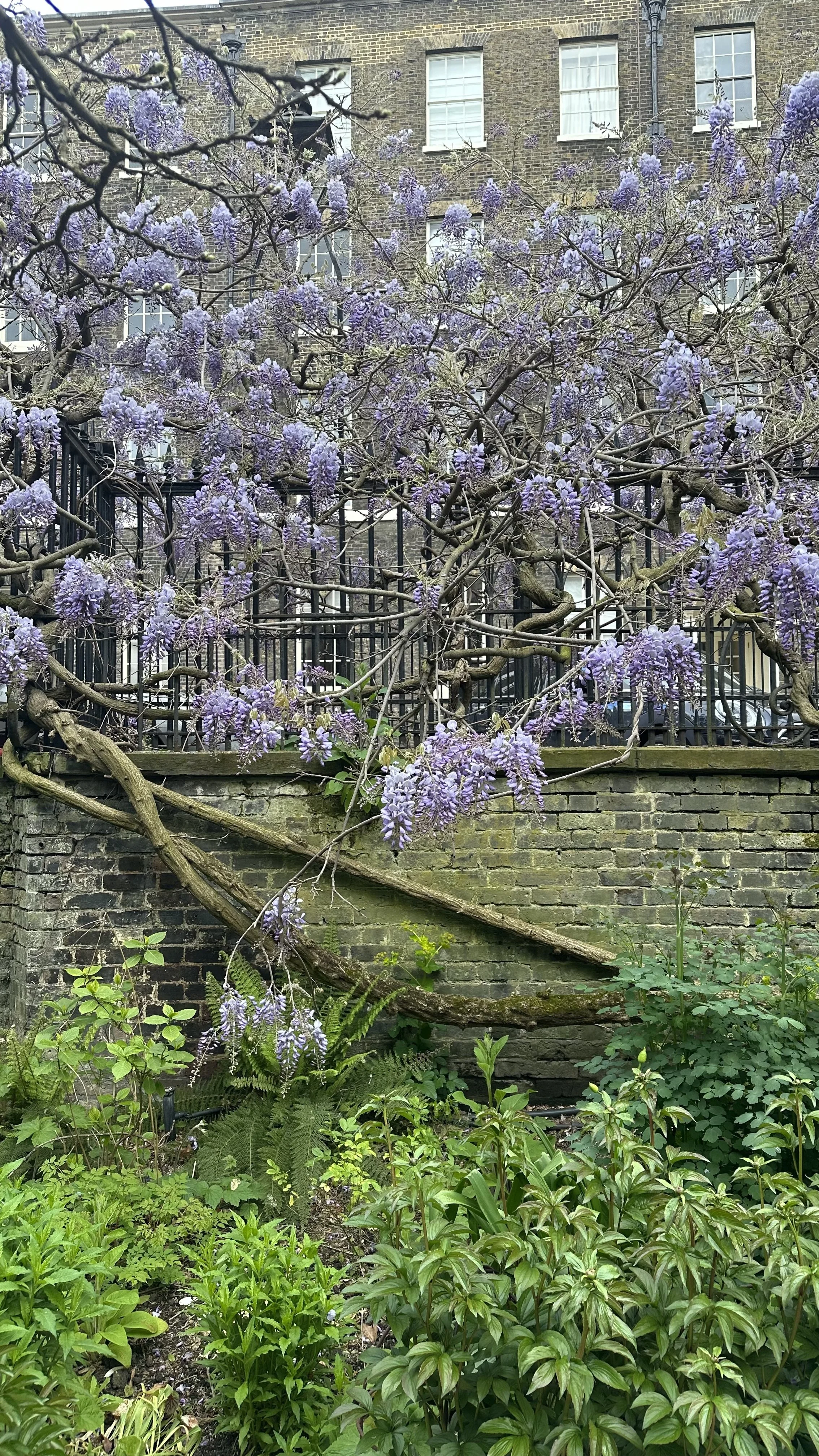 Every Type of Wisteria and How to Choose the Right One