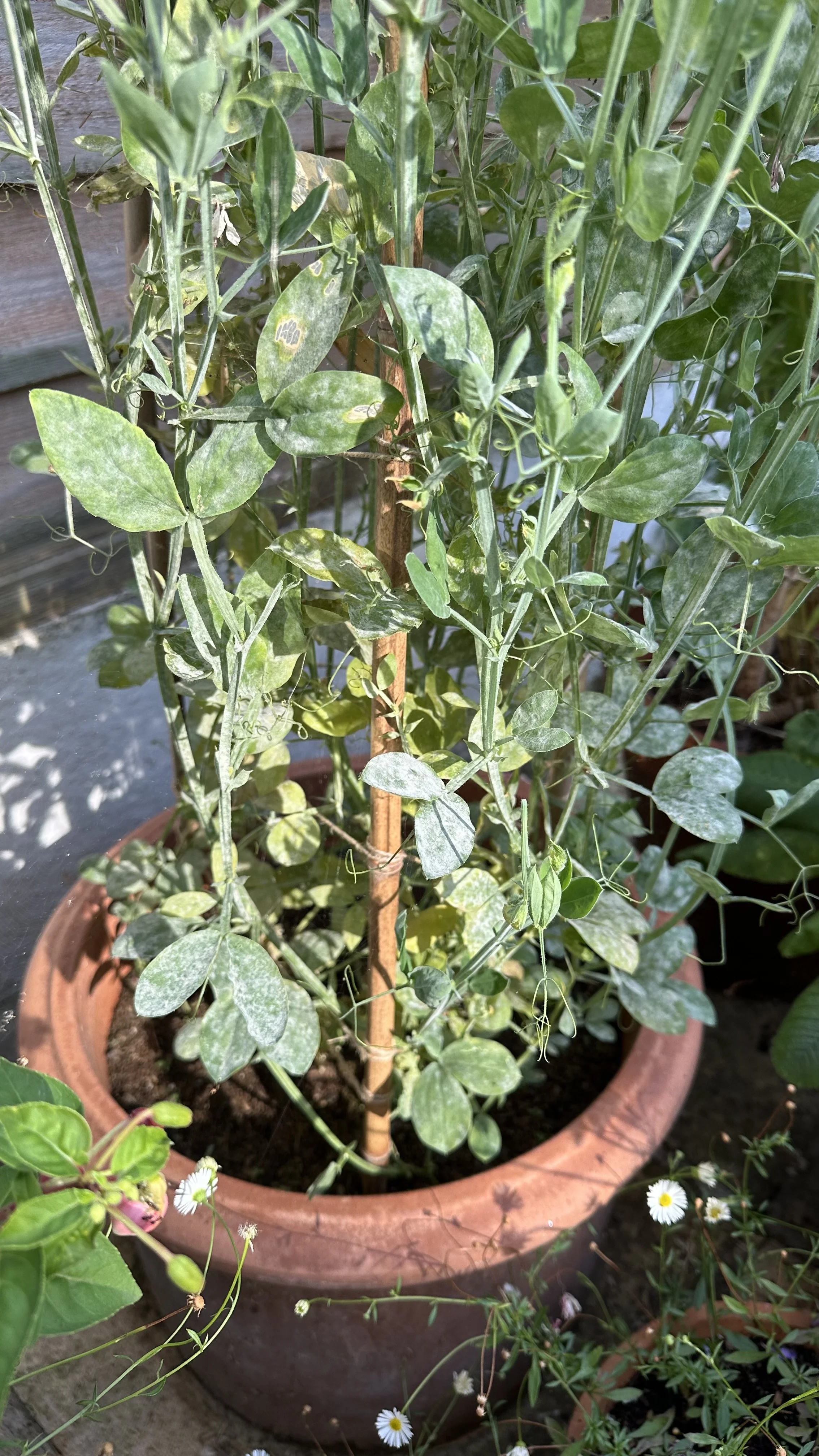 Sweet Peas Powdery Mildew: How to Avoid It