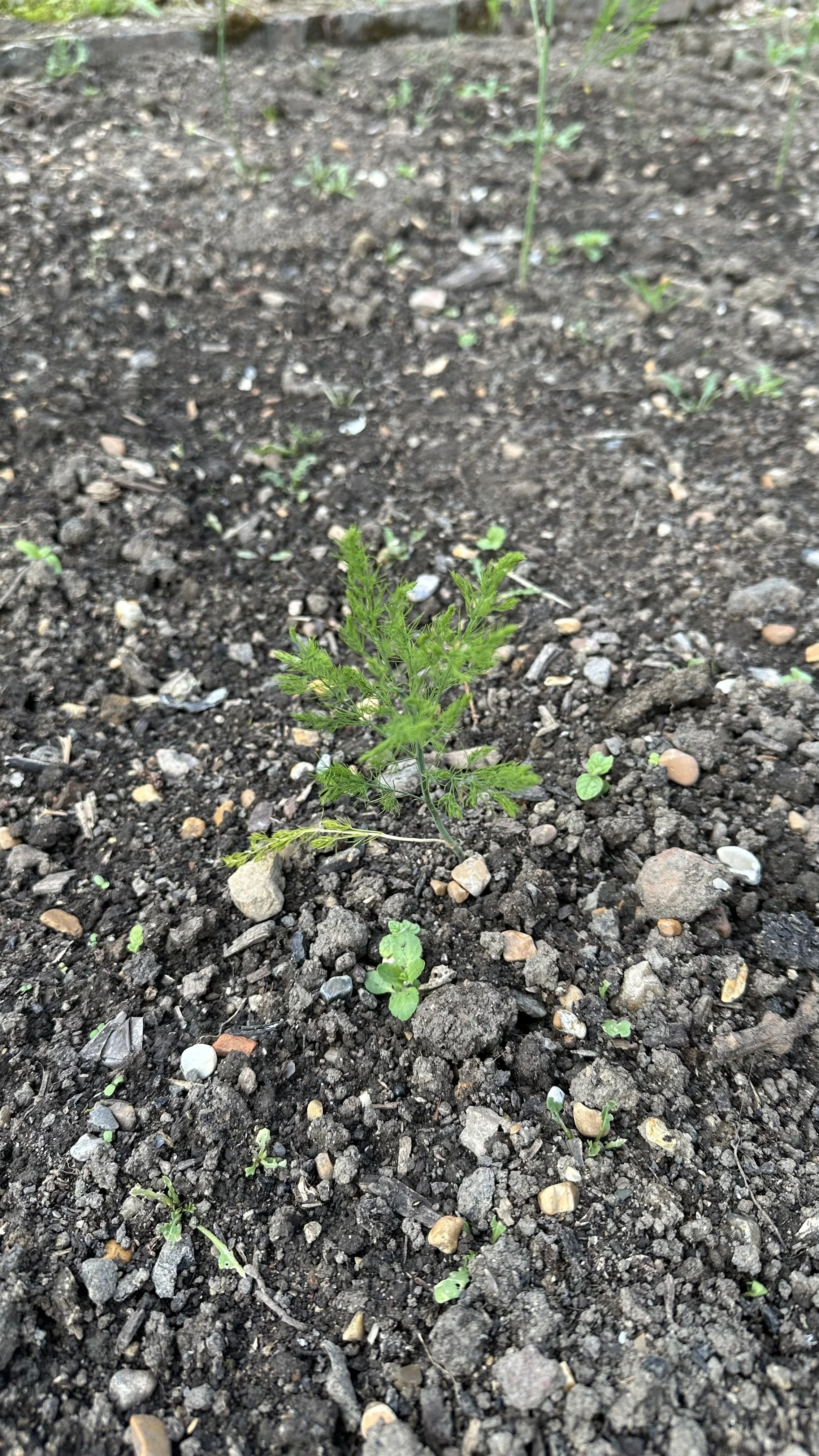 Growing Asparagus in Raised Beds: Easy Steps