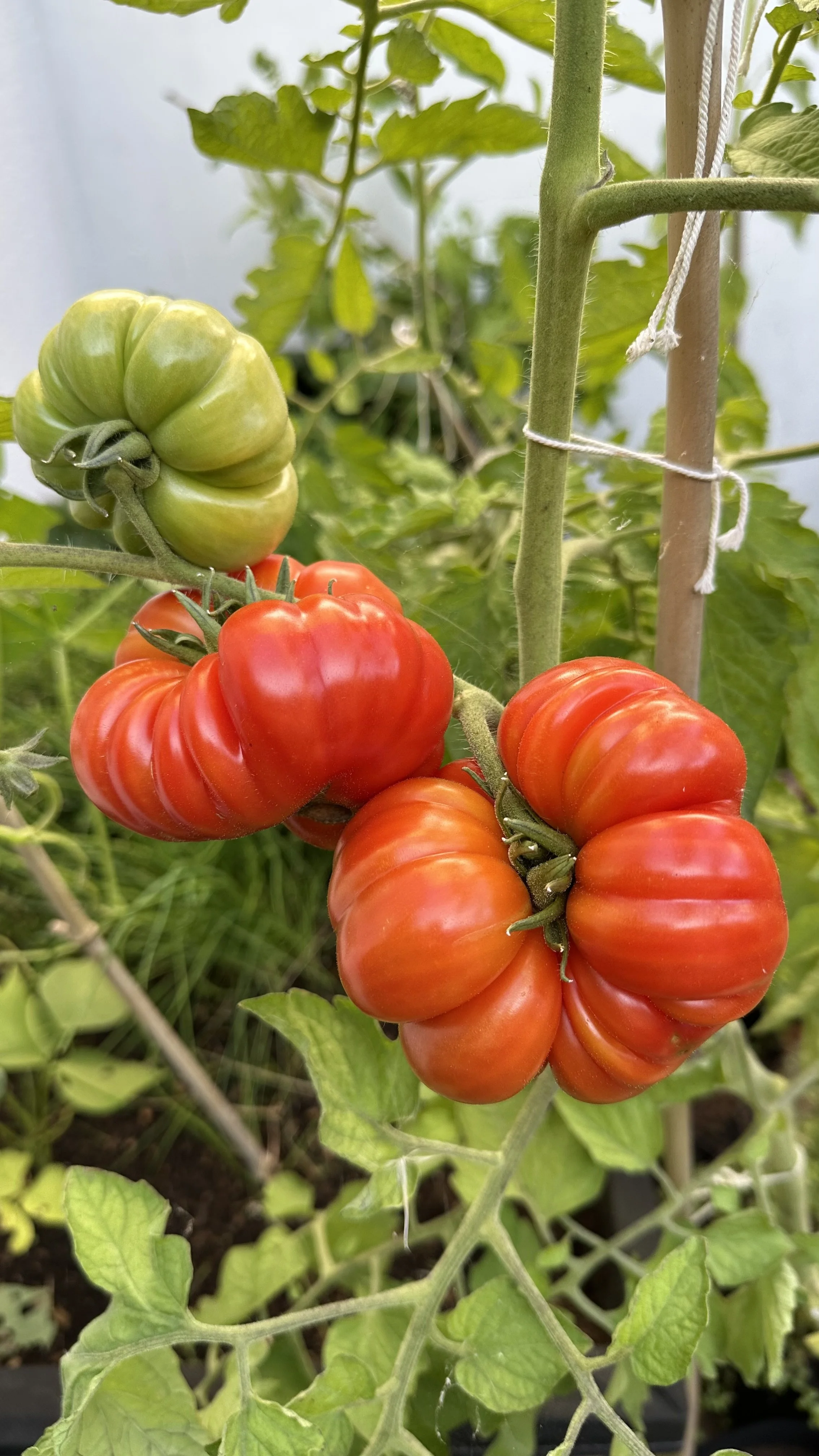 List of vegetables visual data 7