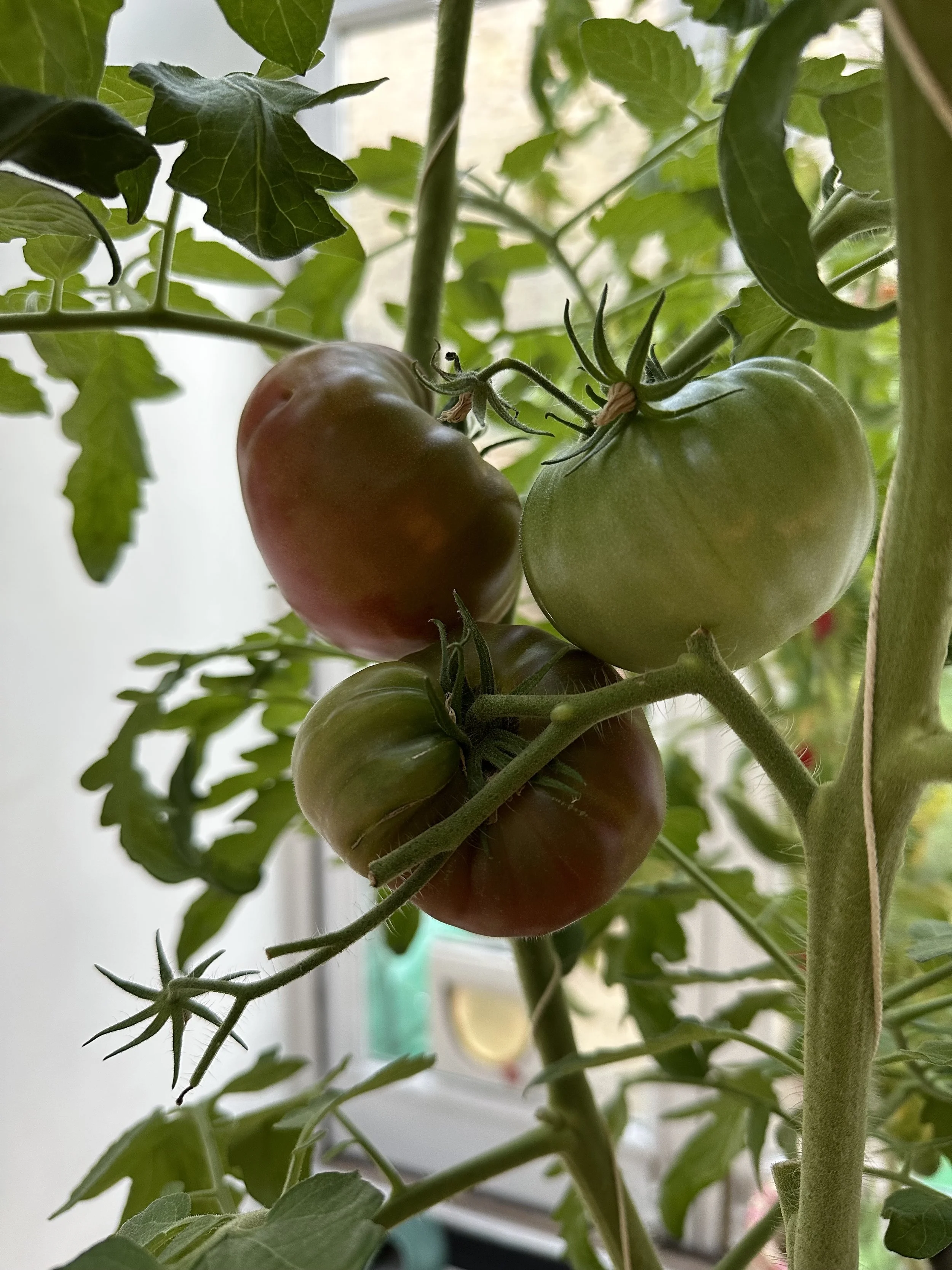 Growing Tomatoes in Shade: Top 6 Varieties