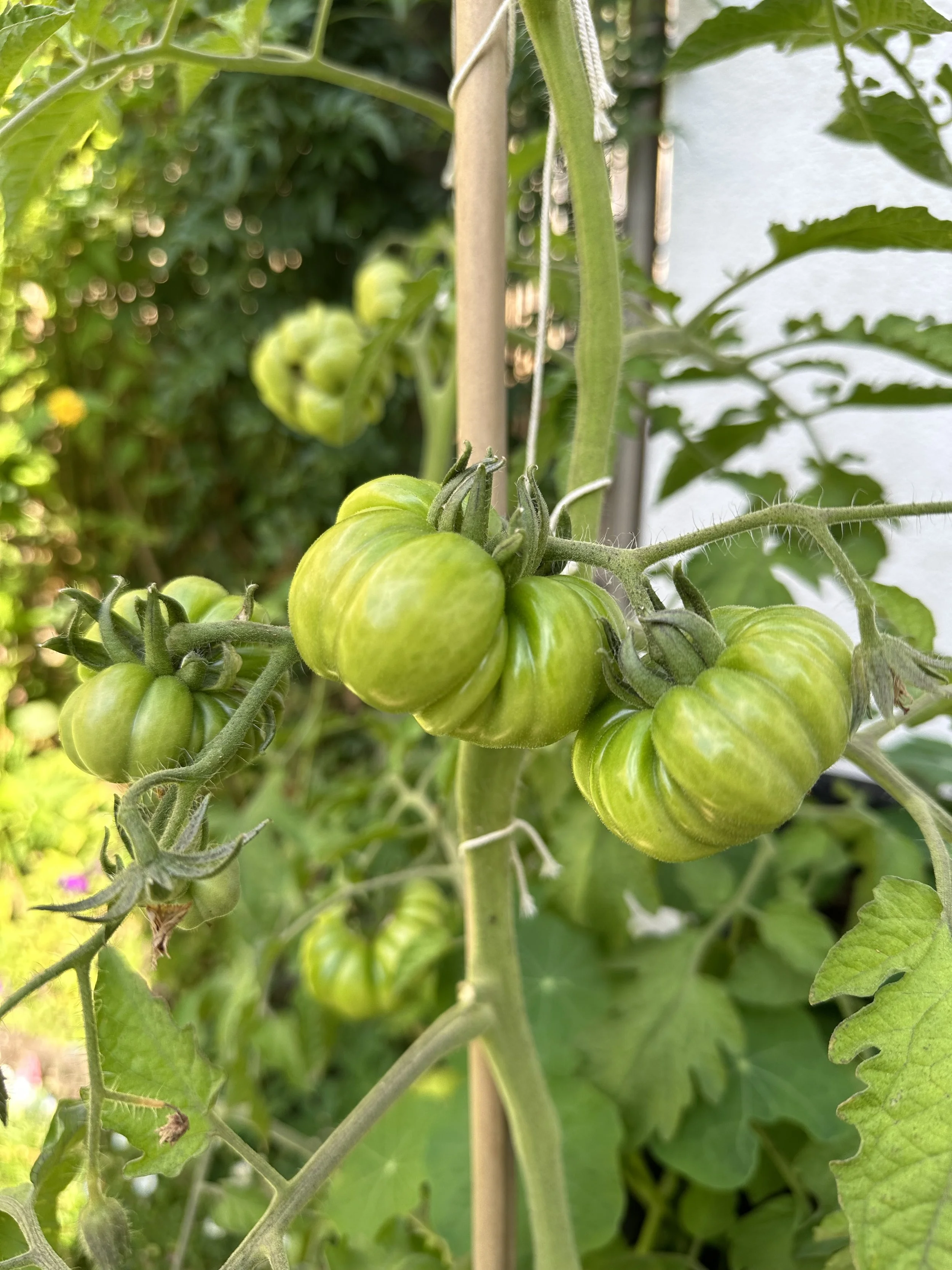 Quick Homemade Tomato Fertilizer — Meadowlark Journal