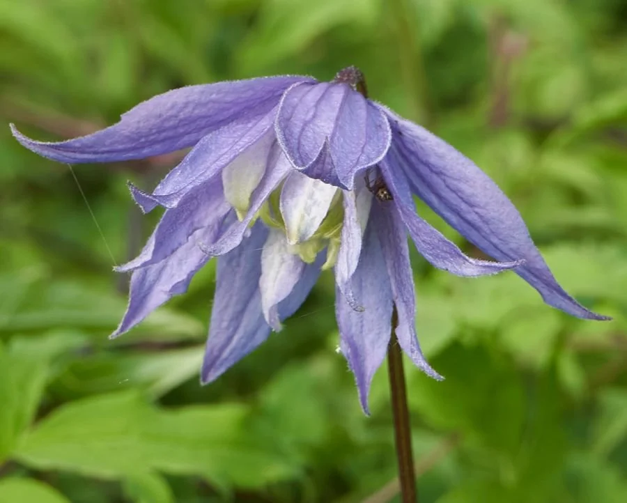 Clematis for Shade The Best Shade Tolerant Varieties — Meadowlark Journal