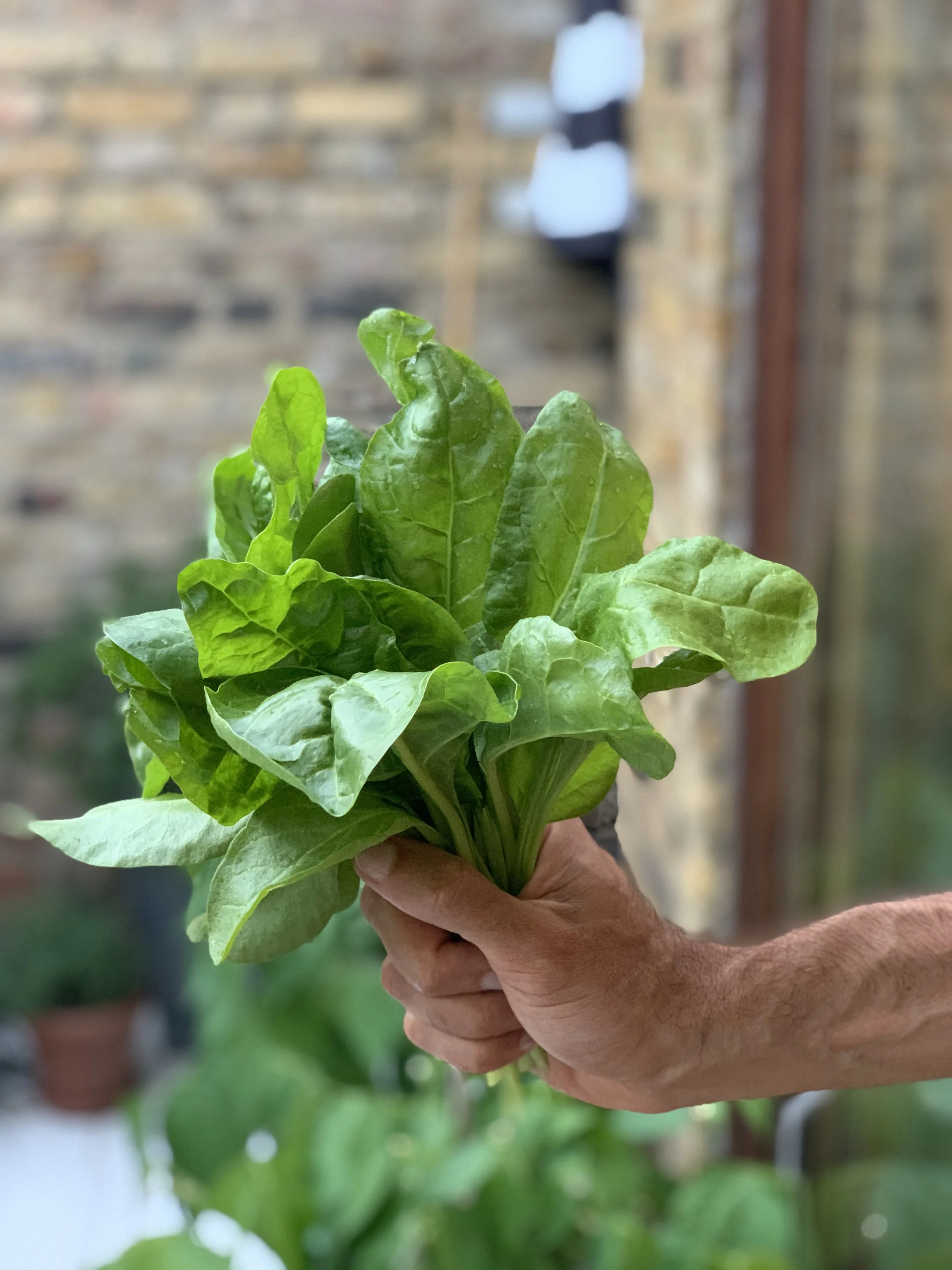The Best Spinach Companion Plants