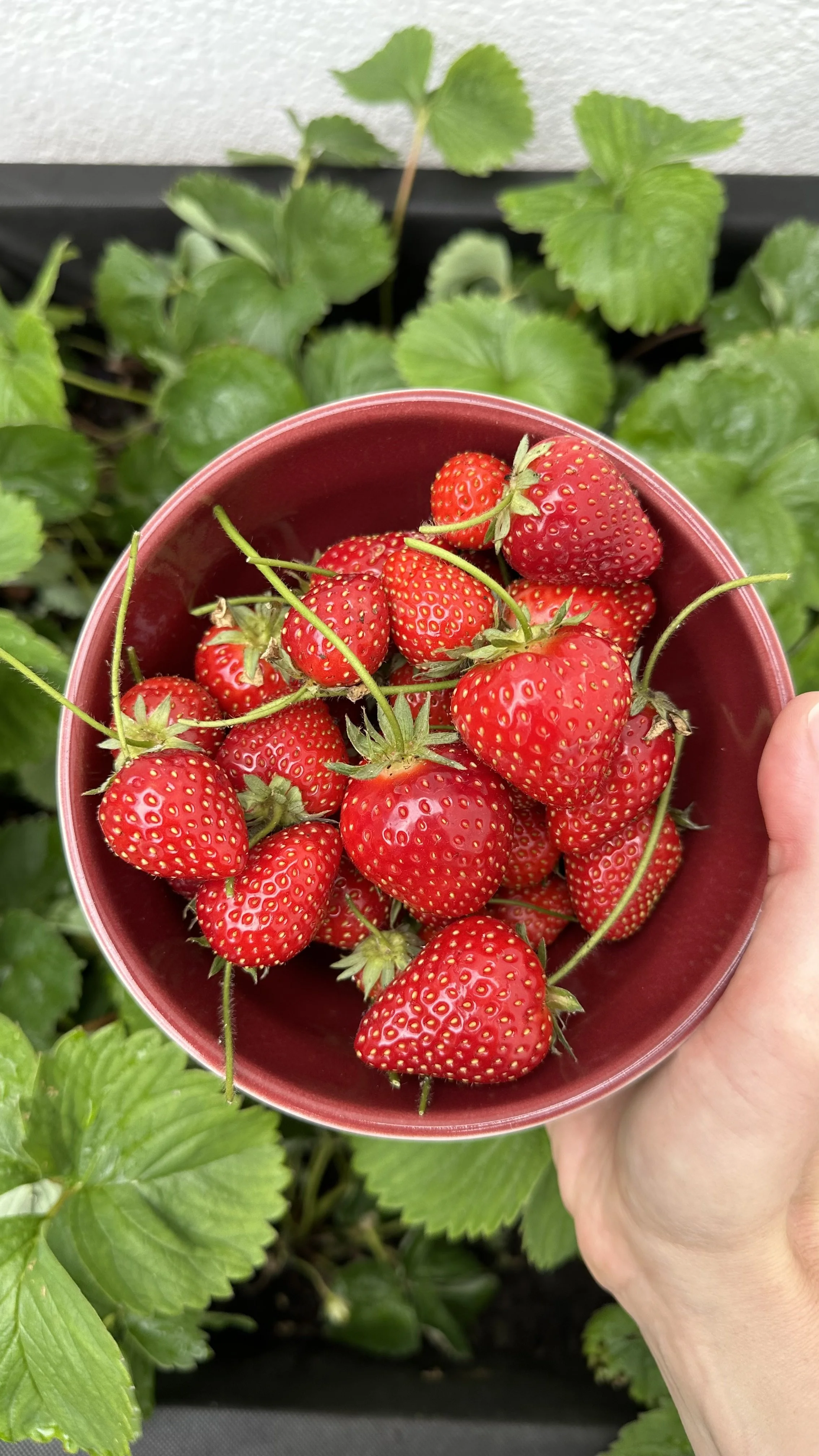 How to Plant a Strawberry Patch That Continually Produces Fruit