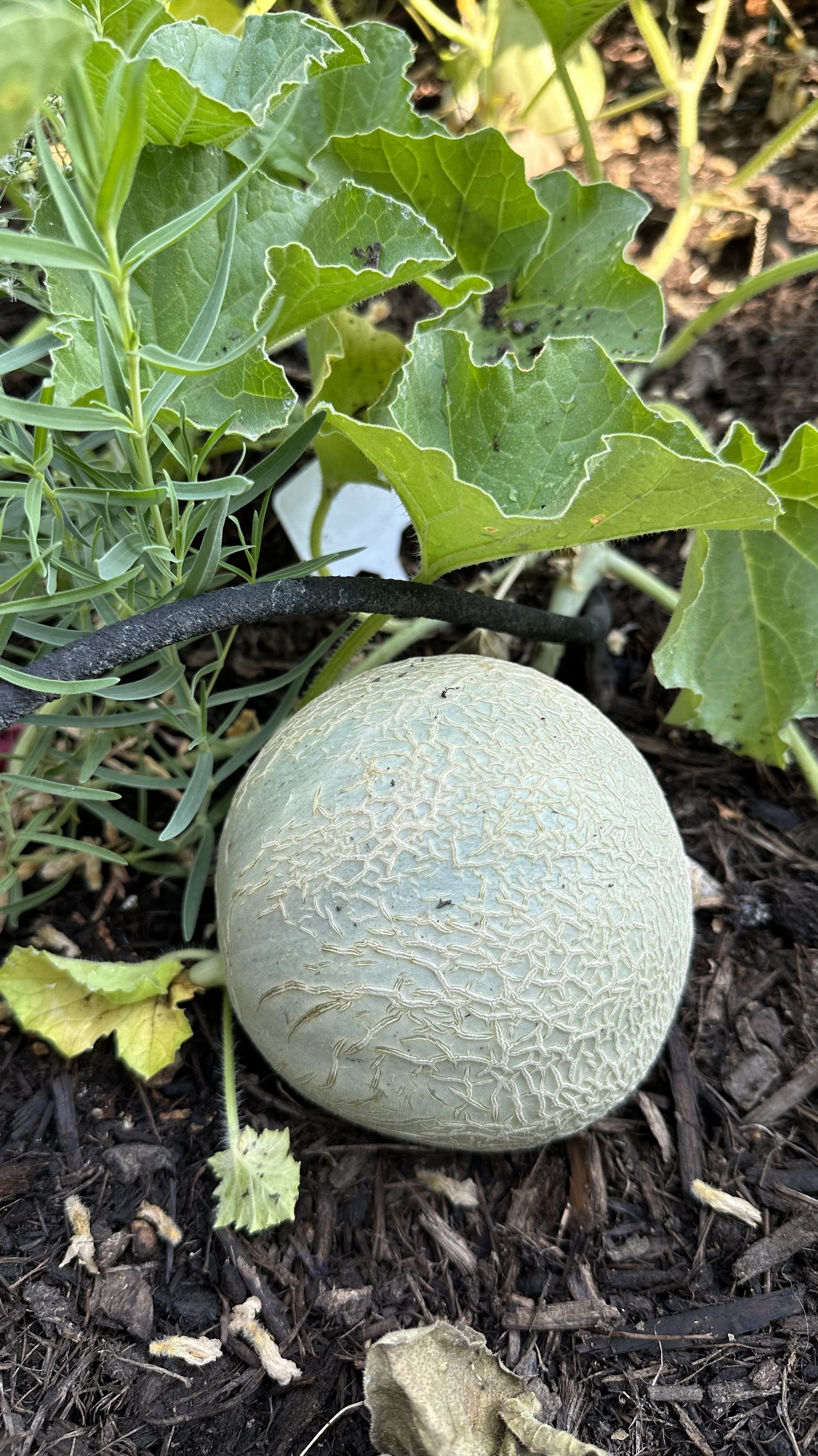 The Best and Worst Cantaloupe Companion Plants