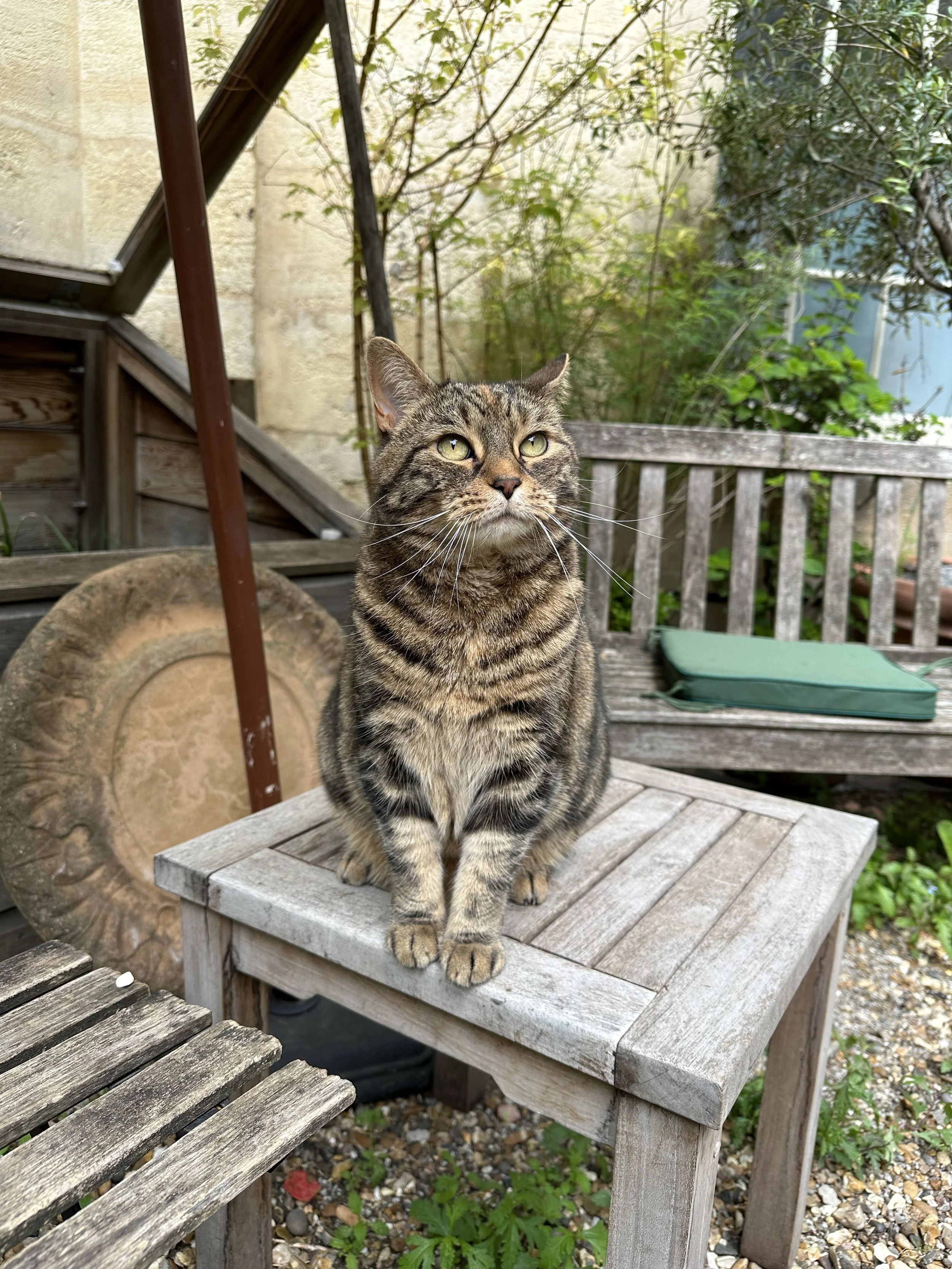 Plants That Deter Cats: A Natural Solution to Keep Cats at Bay