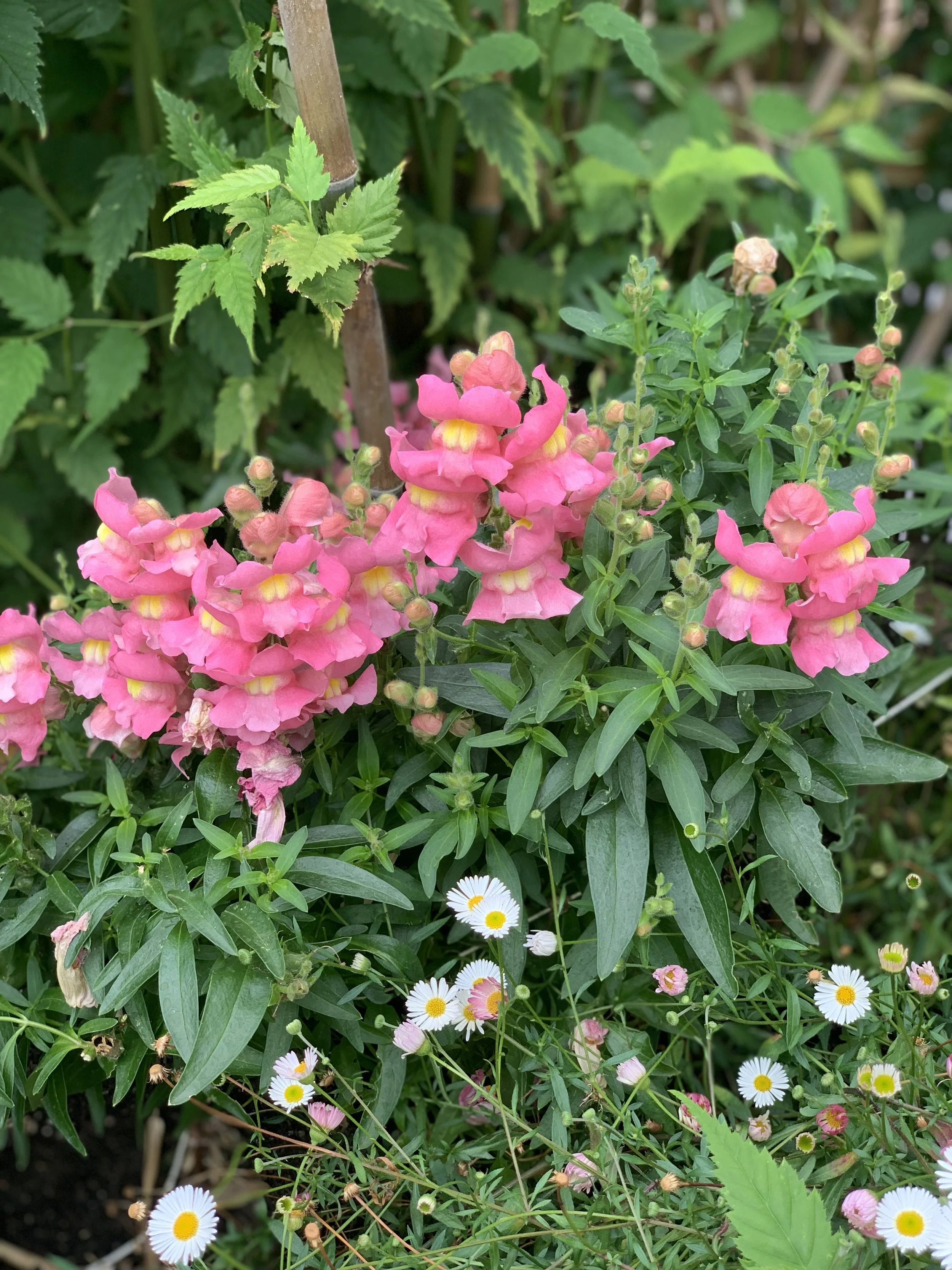 Deadheading Snapdragons: A Simple Guide to Promote Blooming