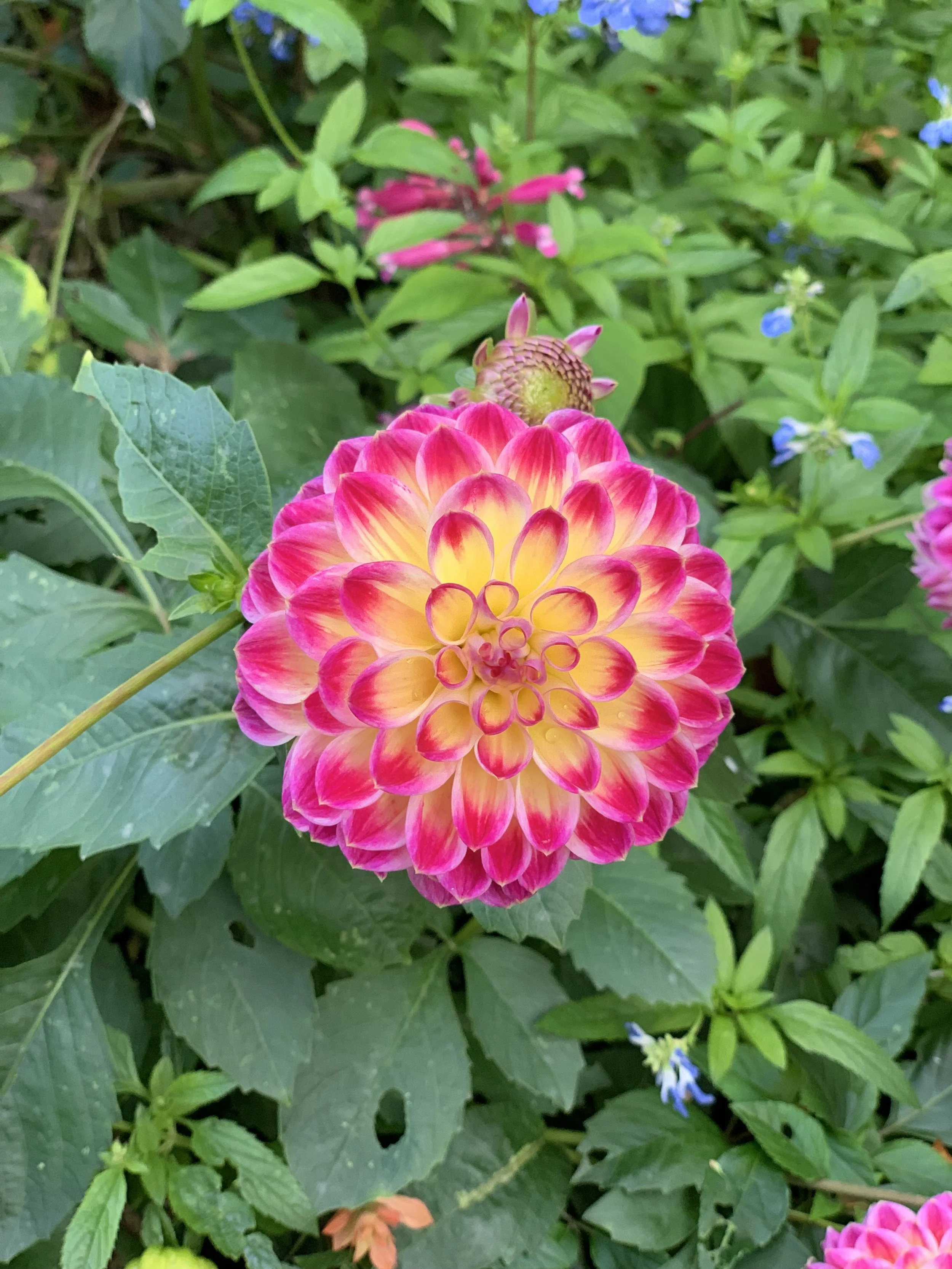Planting Dahlia Tubers: A Comprehensive Guide — Meadowlark Journal