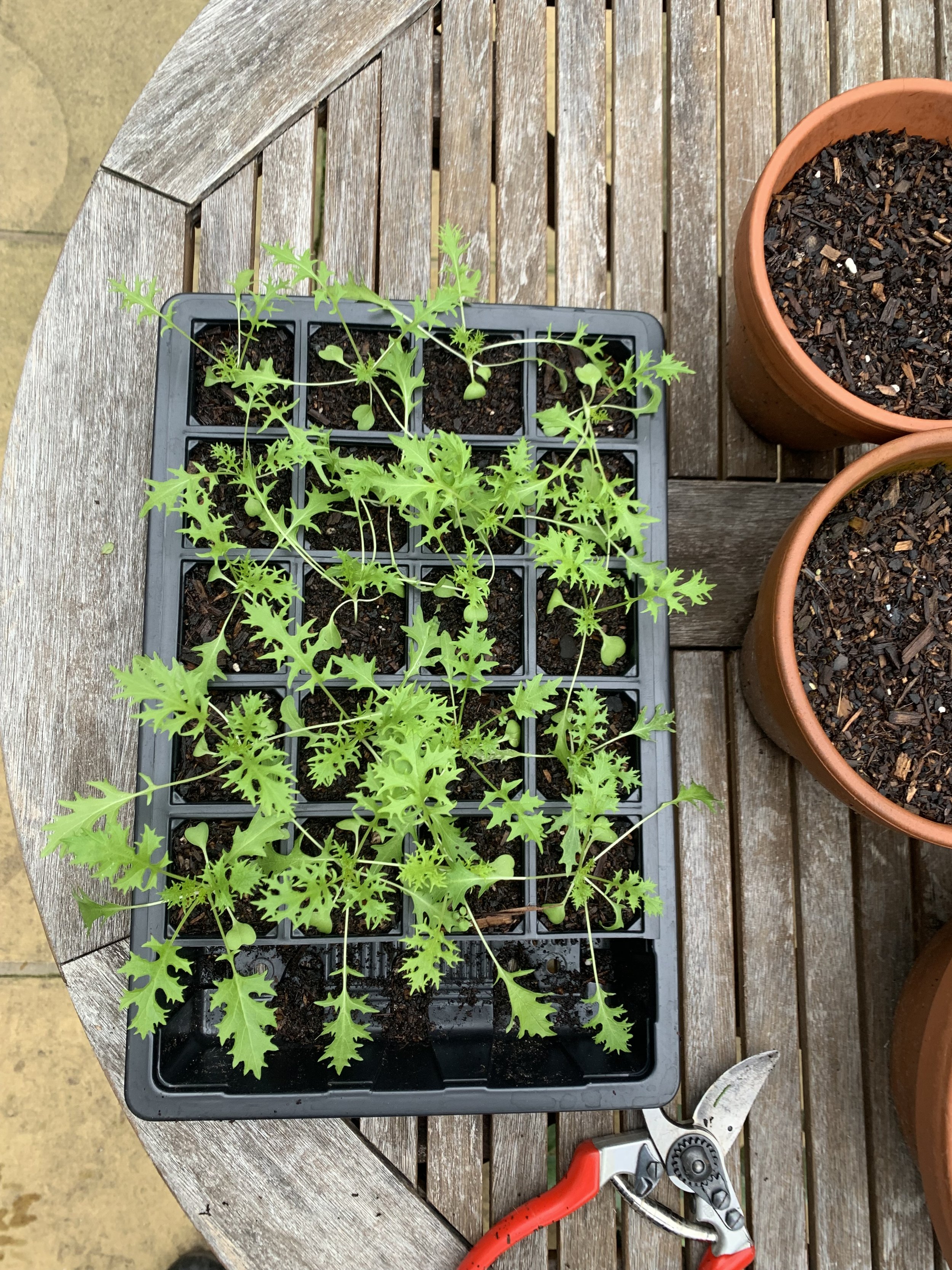 How Often to Water Seedlings