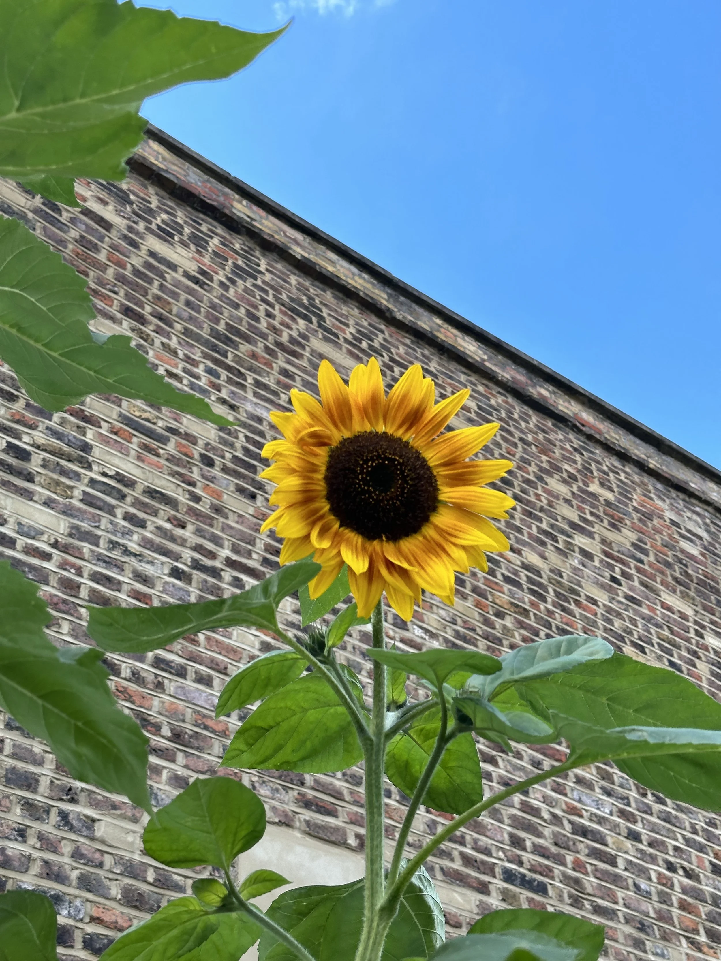 The Best Time to Plant Sunflowers