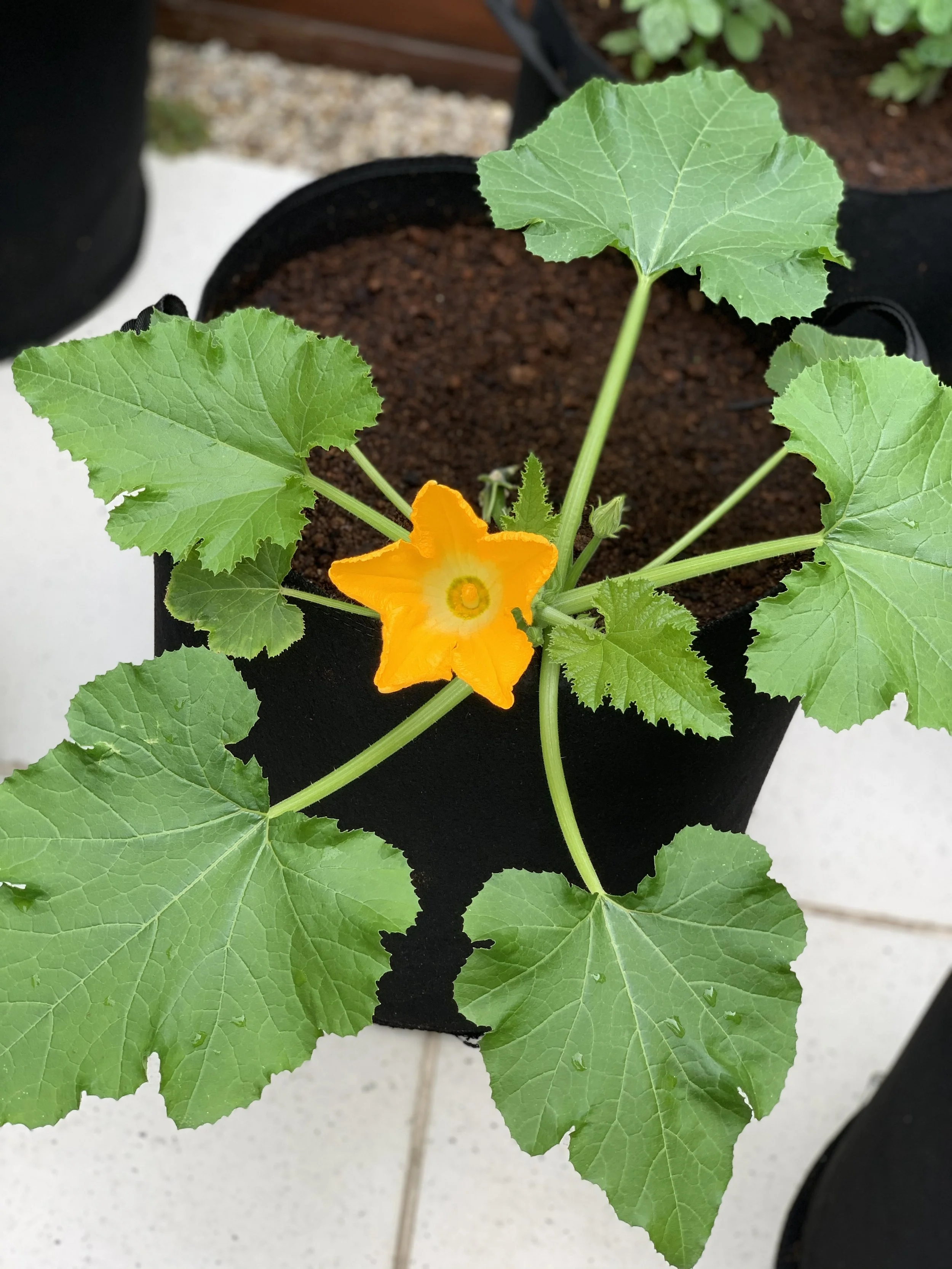 Maximize Your Zucchini Harvest: Companion Planting Guide