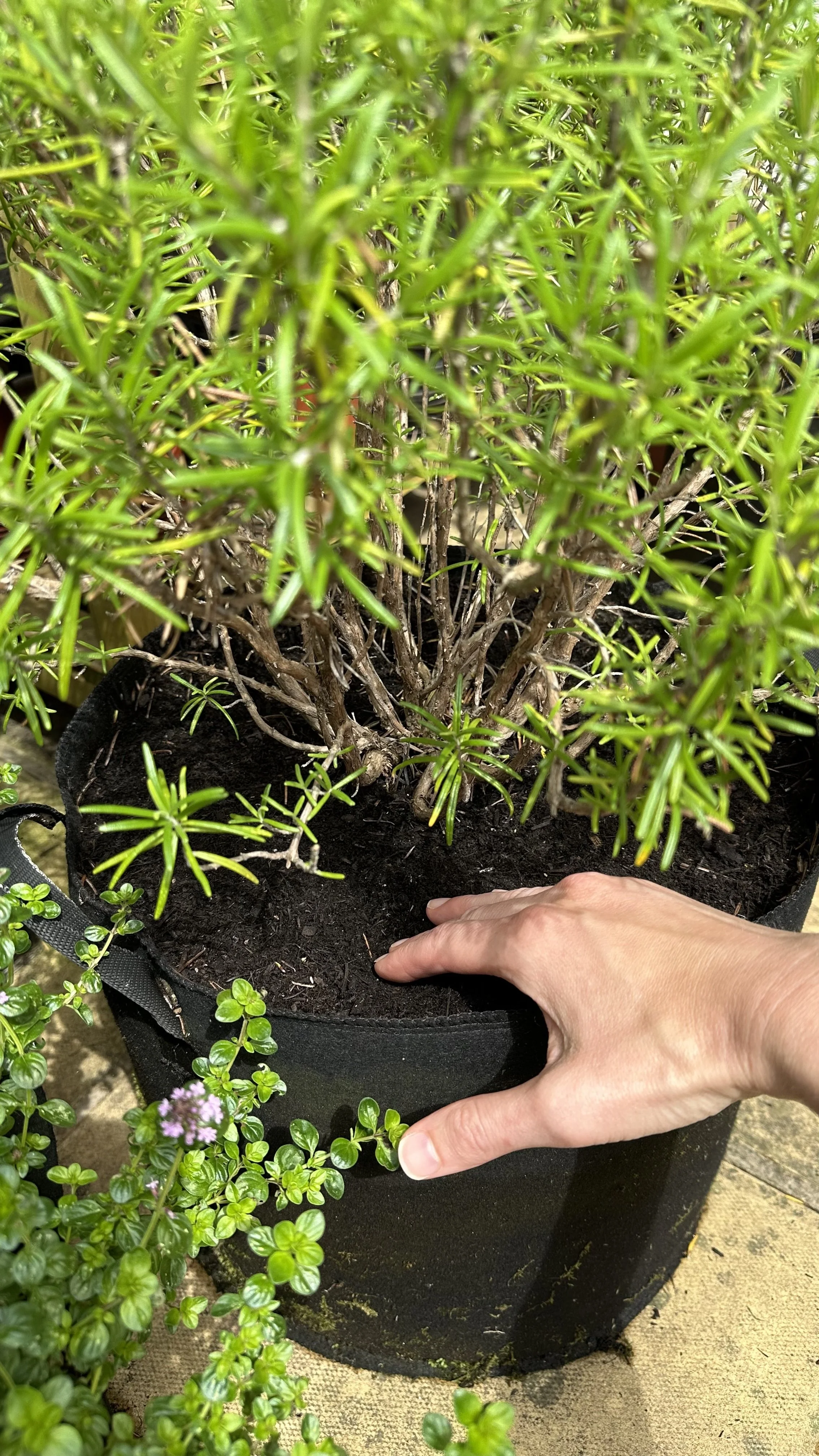 How Often to Water Rosemary