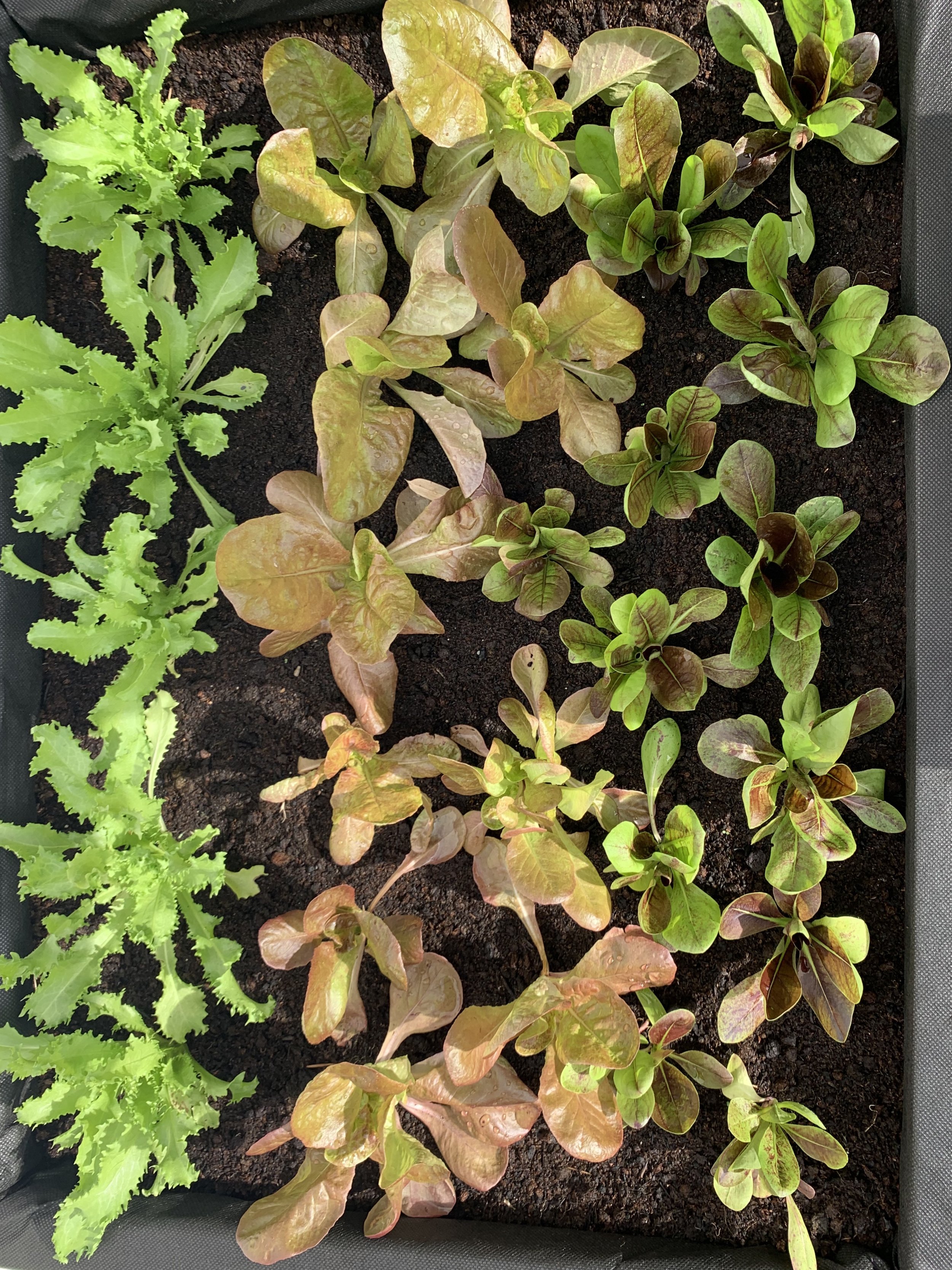 Vegetables to Plant in Spring