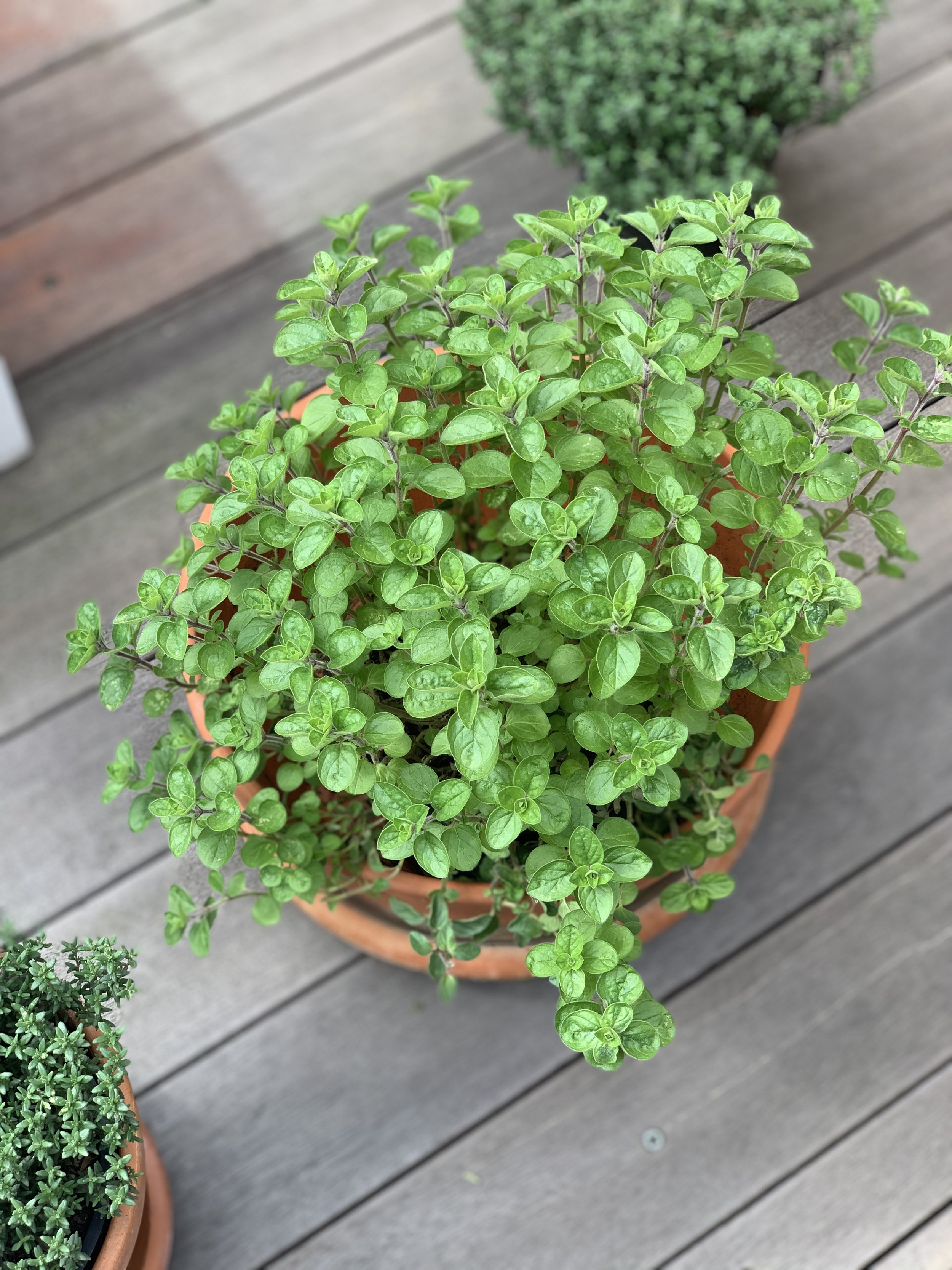 Growing Oregano in a Pot: A Simple Guide
