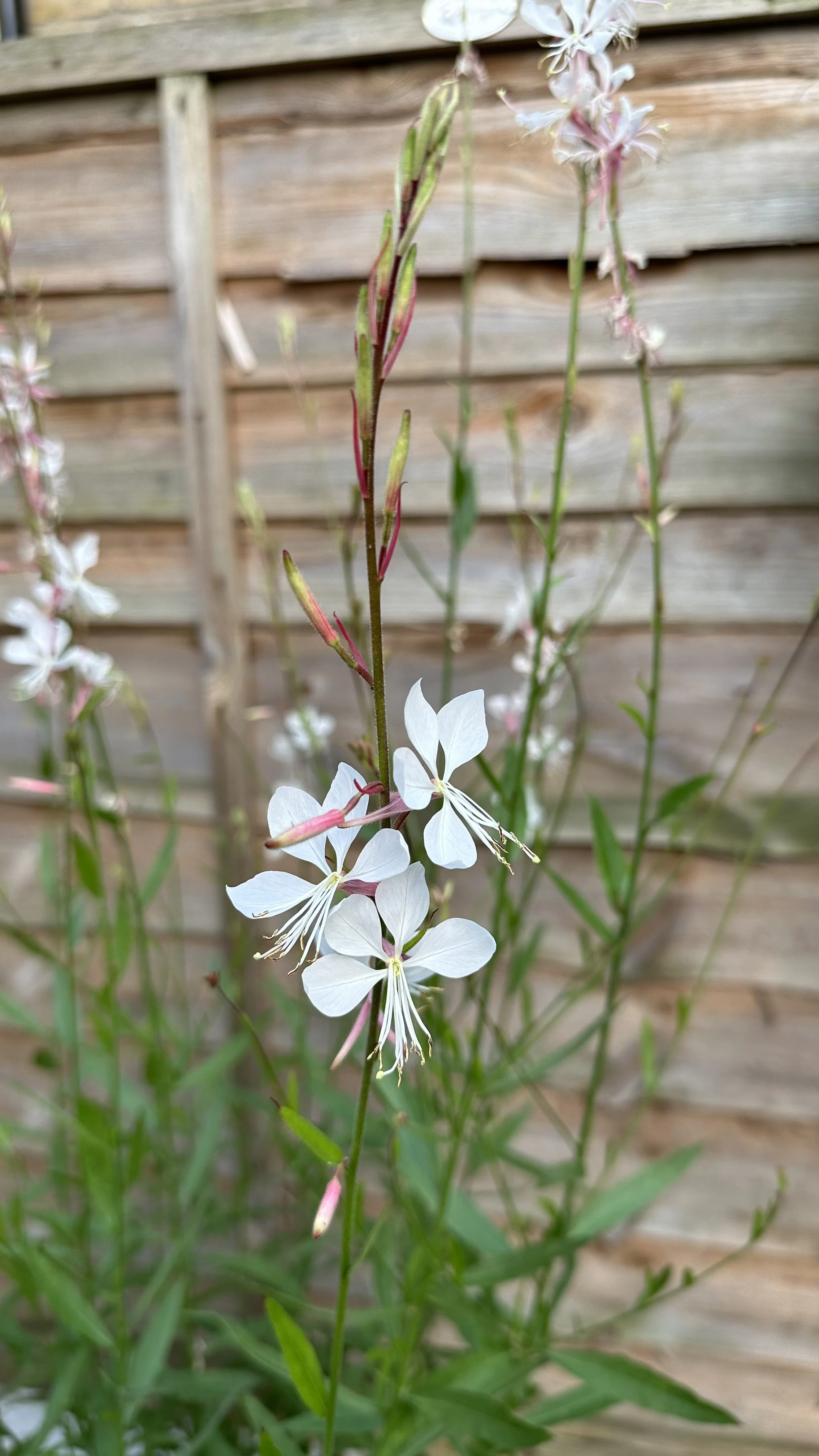 Growing Gaura in Containers