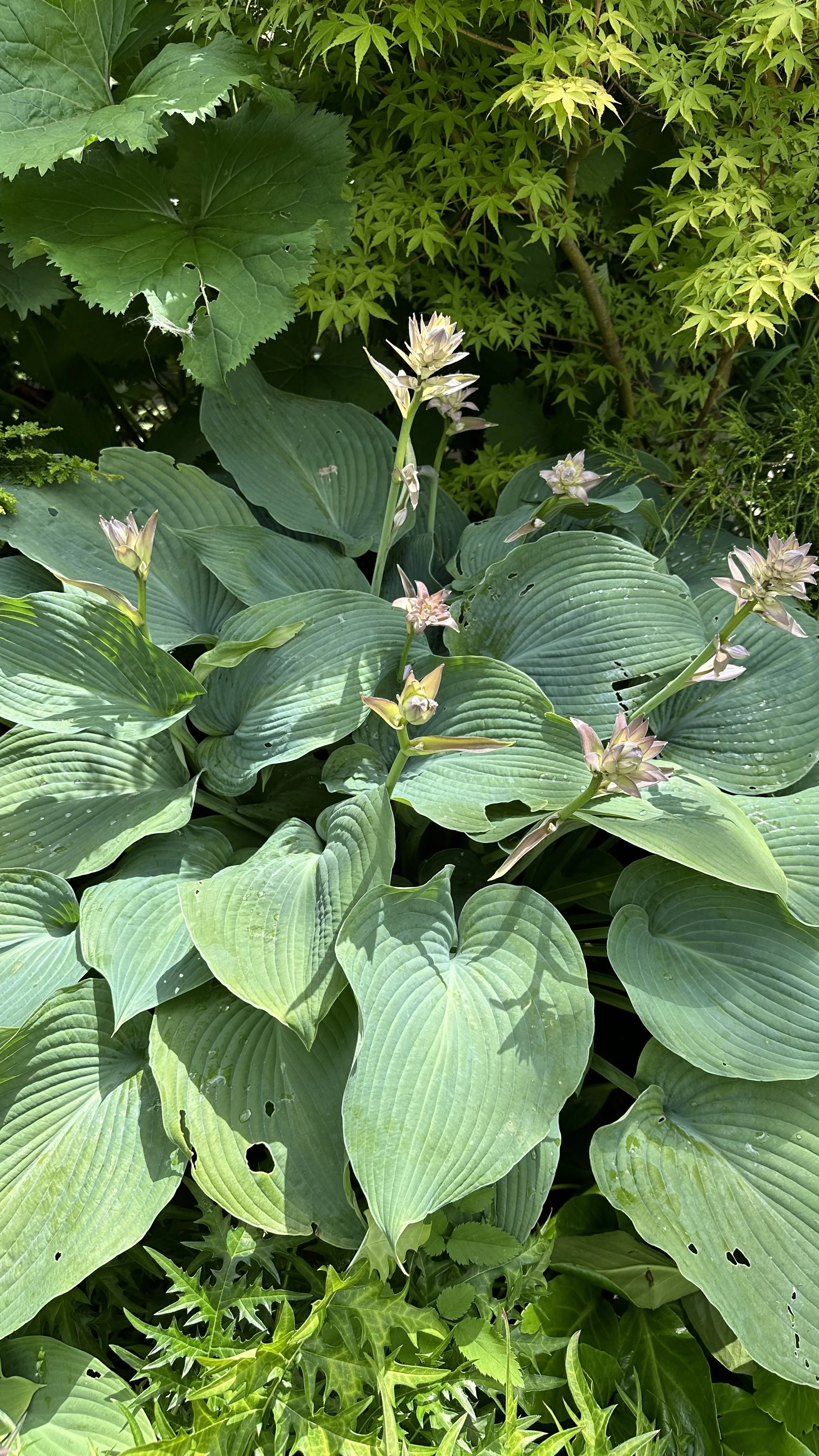 How to Grow Hostas from Seed