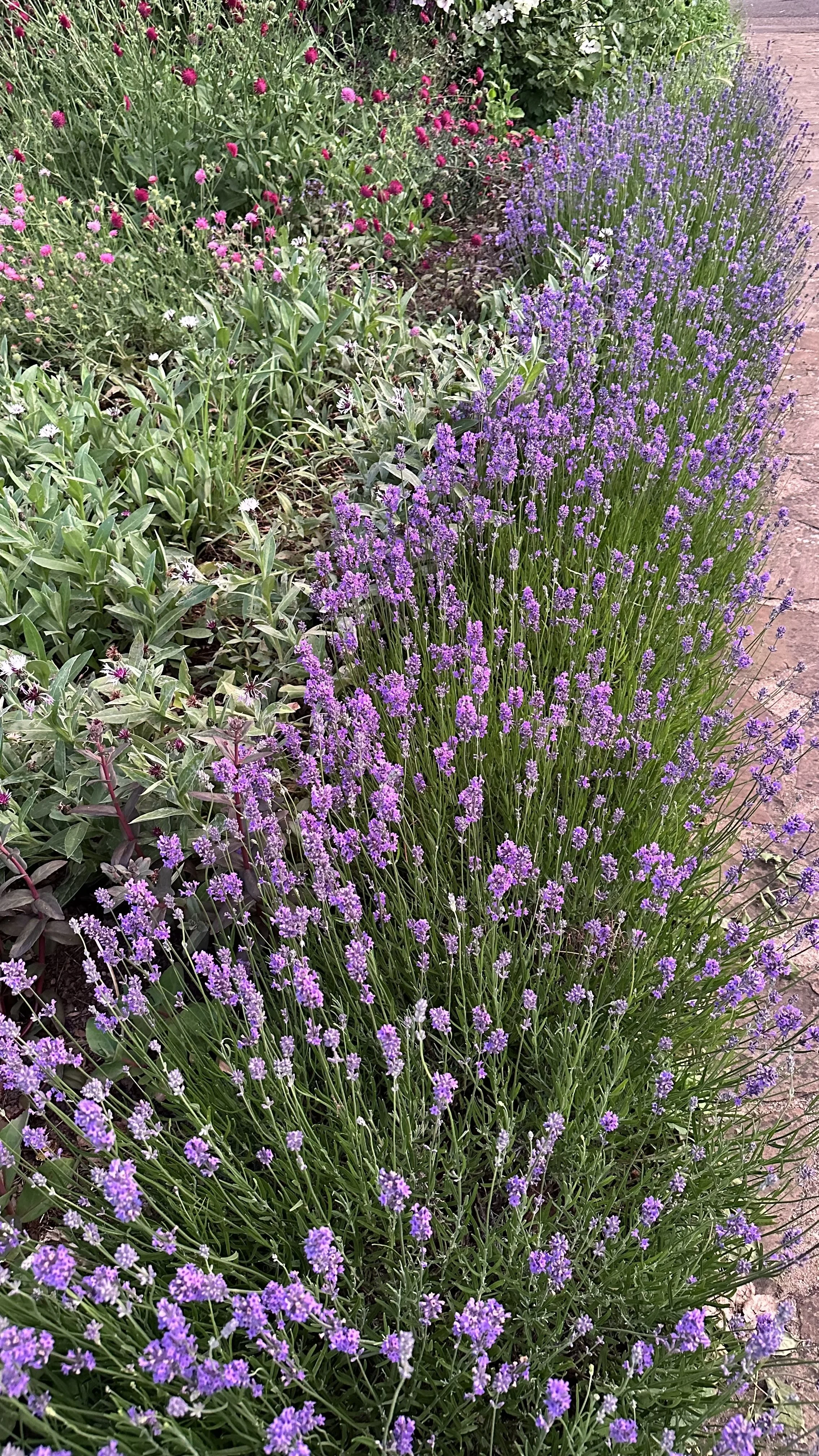 How to Create a Lavender Hedge
