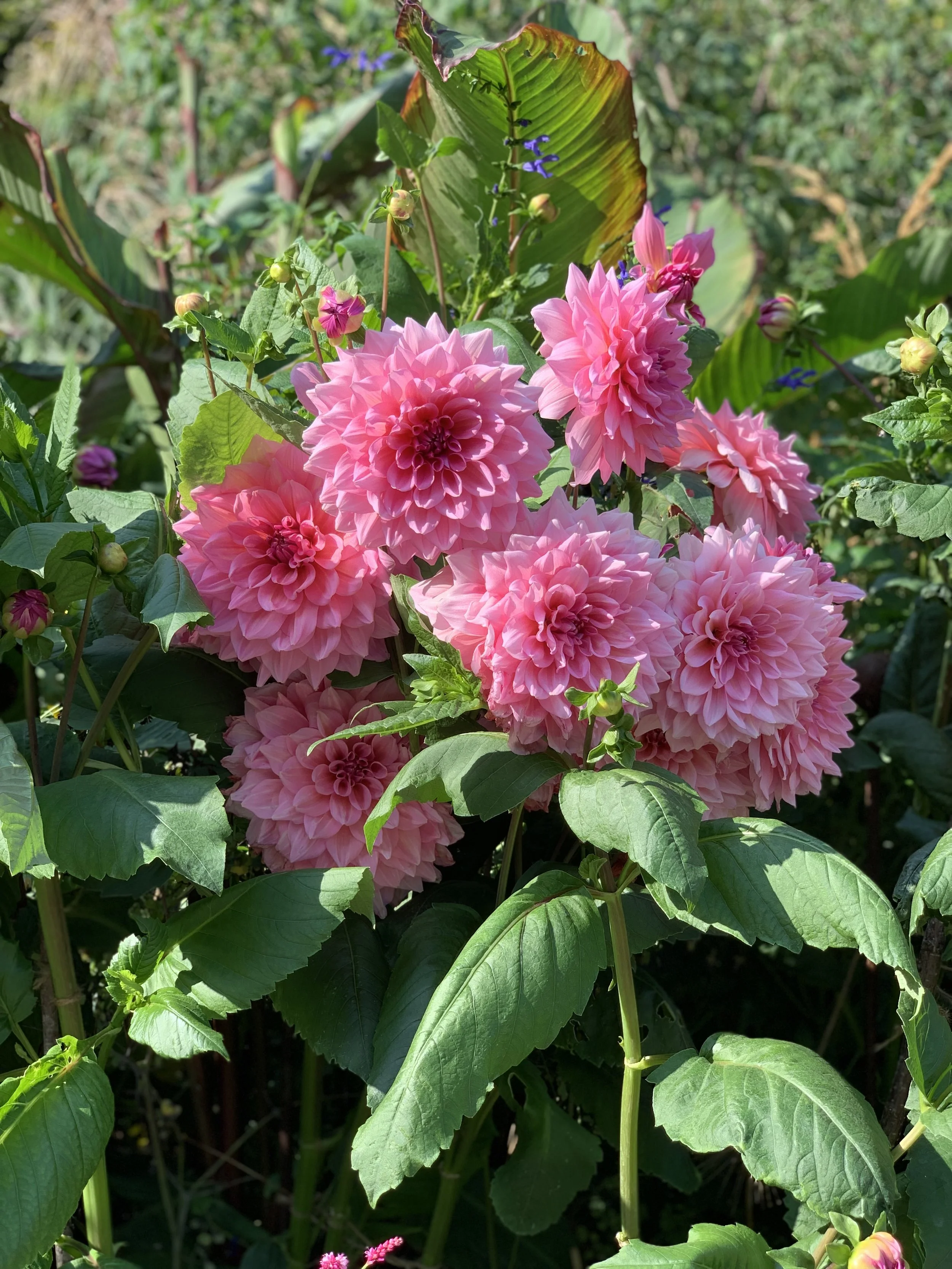 Planting Dahlia Tubers A Comprehensive Guide — Meadowlark Journal