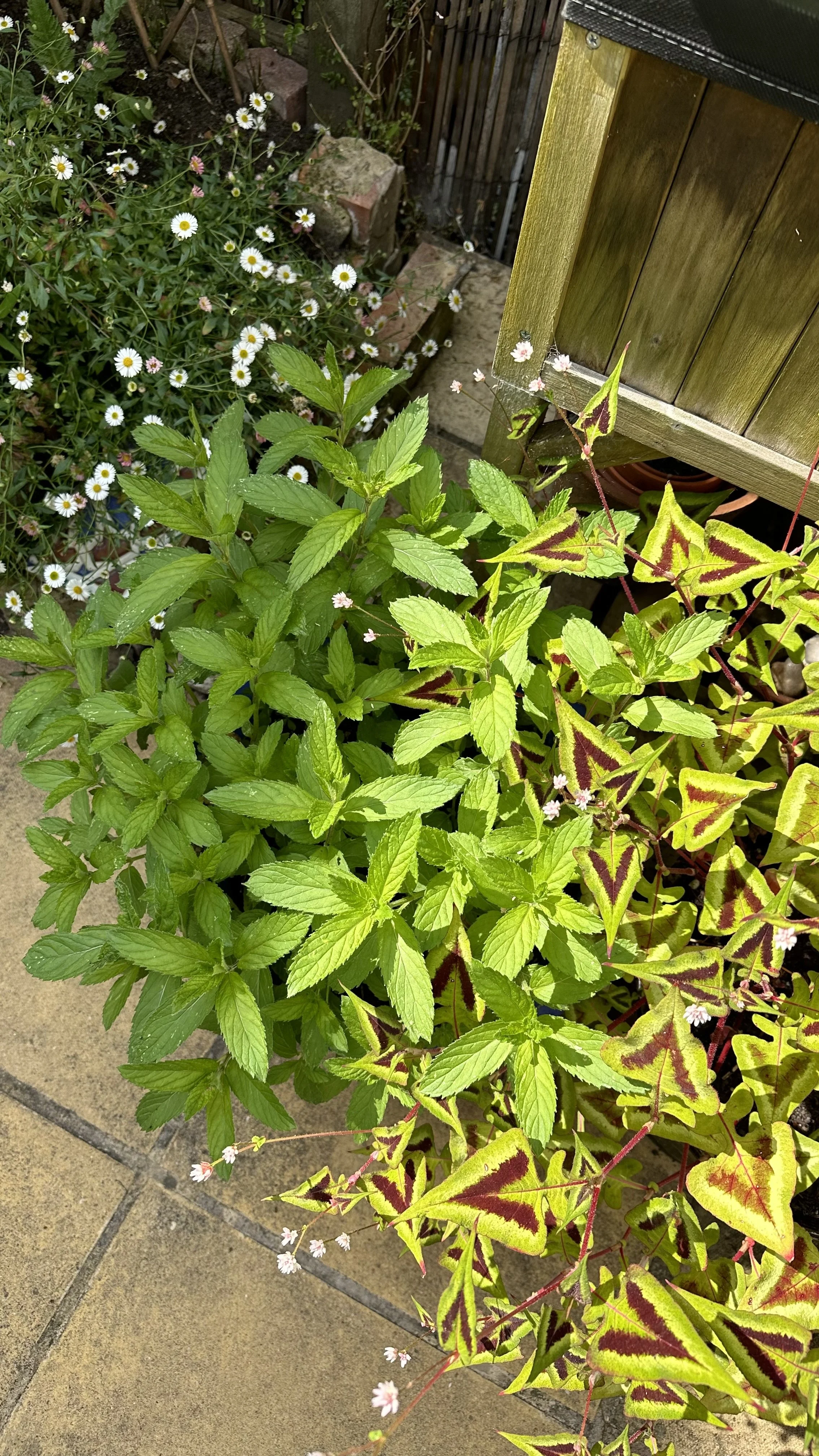 How Much Sun Does a Garden Need?