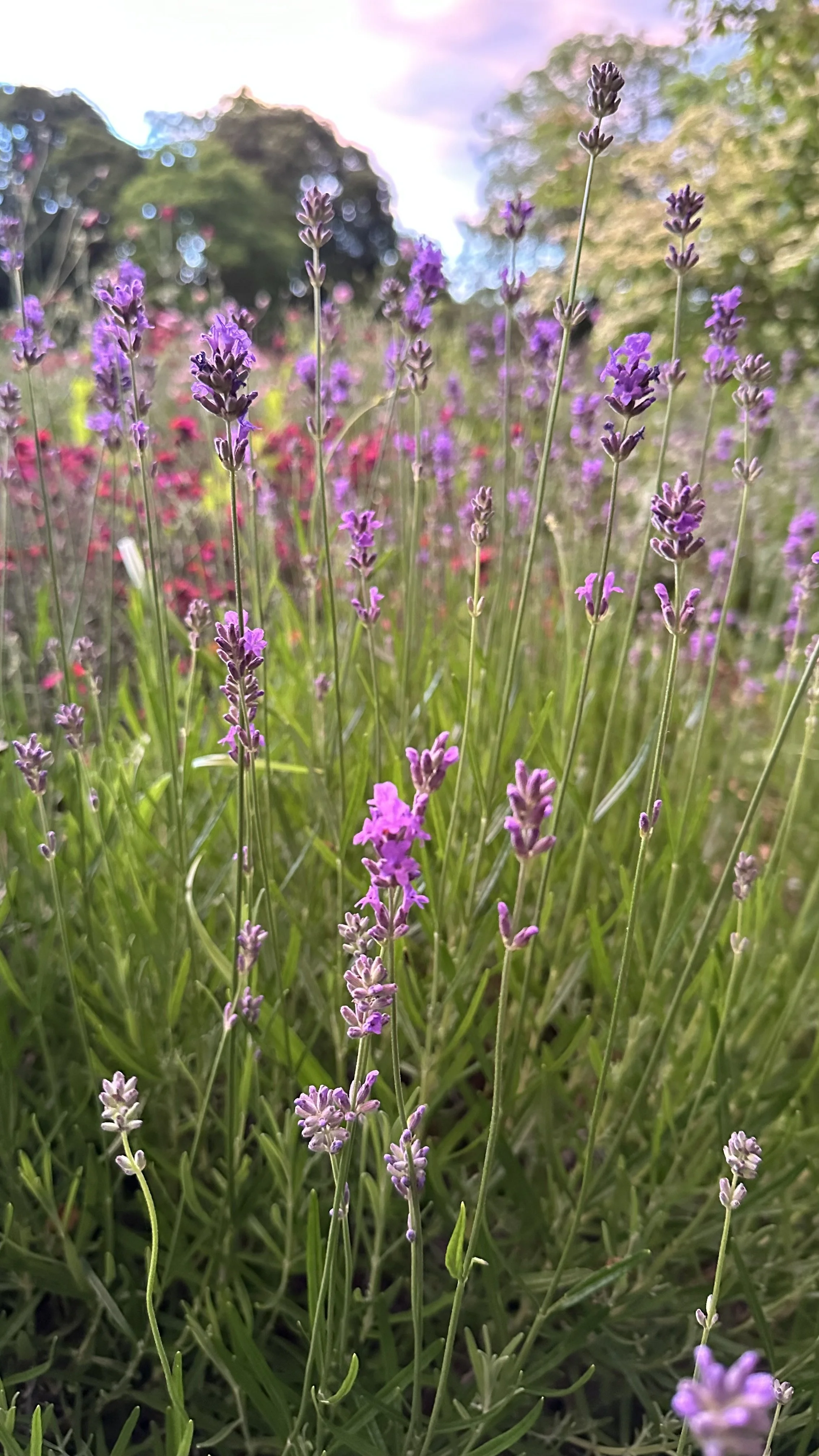 Growing Lavender from Seed: The Easiest Ways