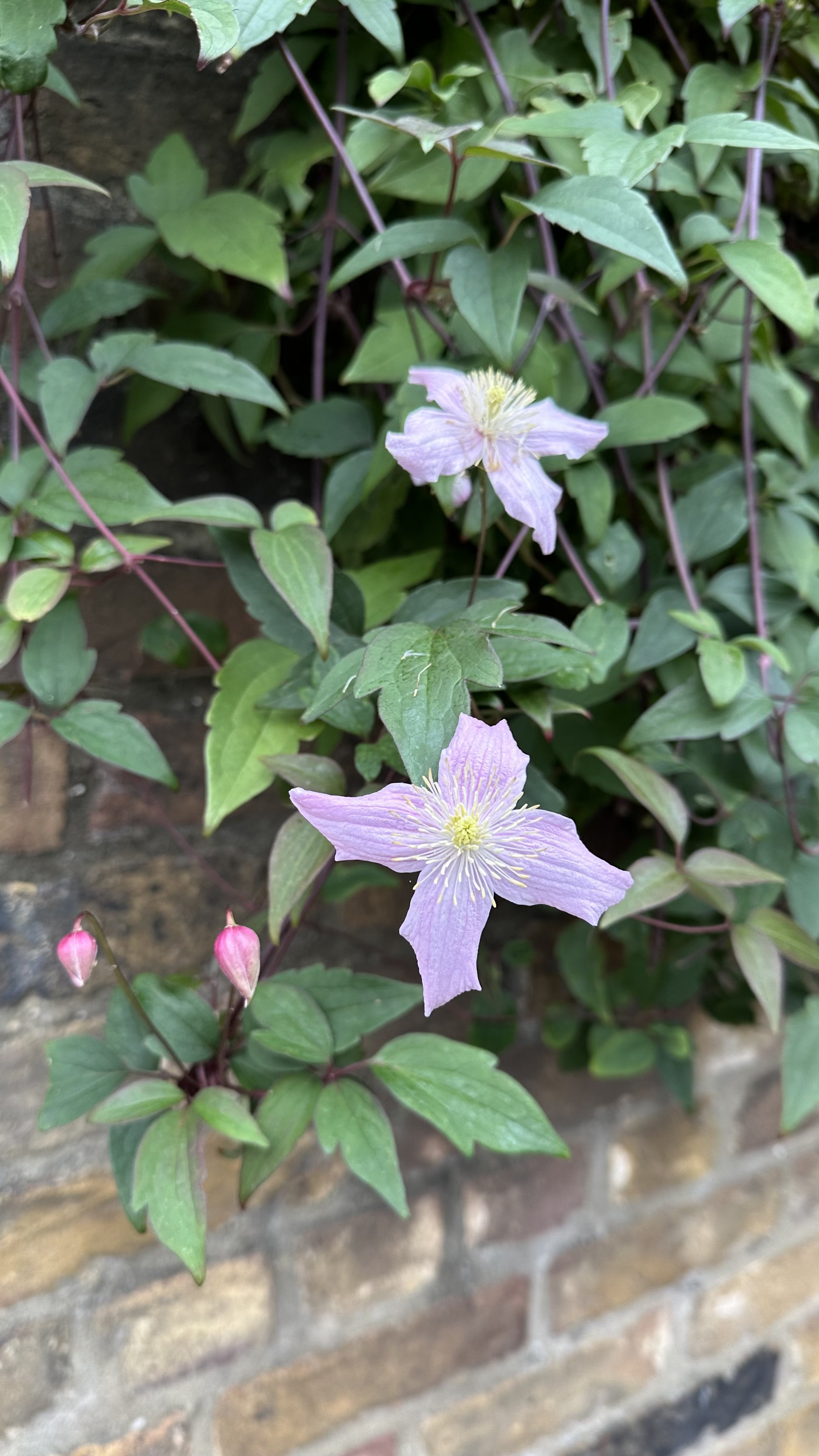 Clematis for Shade:&nbsp;The Best Shade Tolerant Varieties