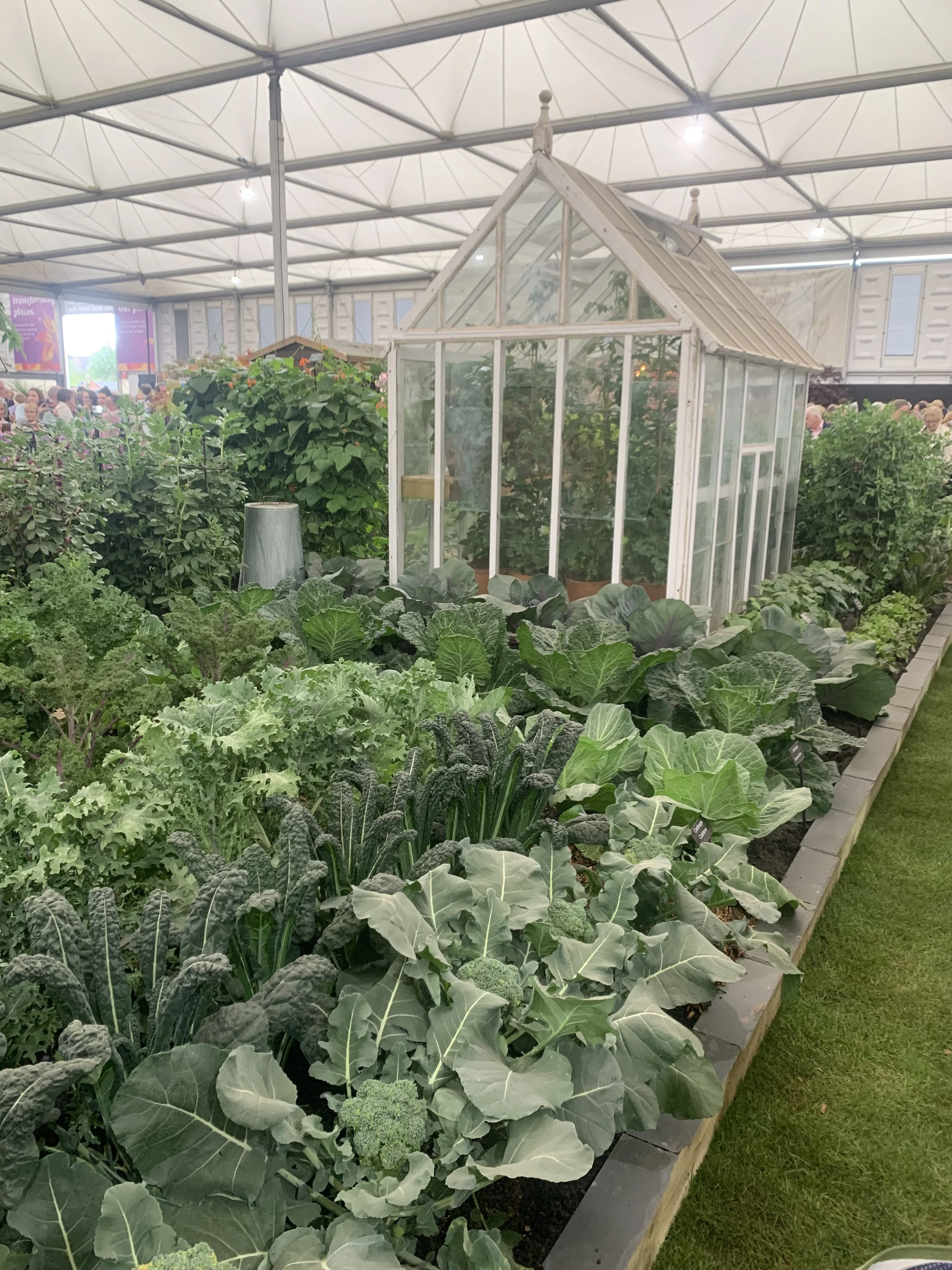 When to Harvest Kale — Meadowlark Journal