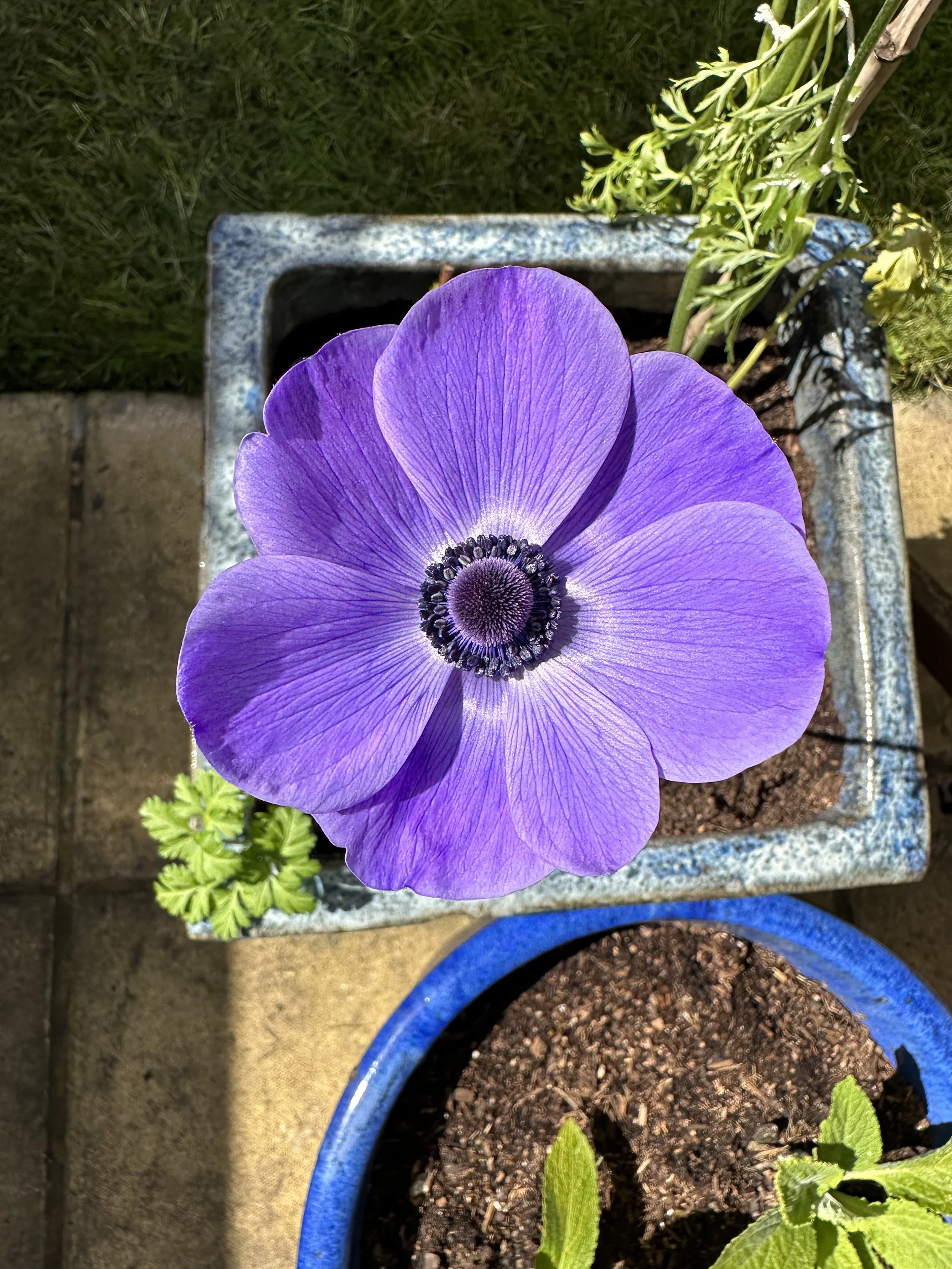 Purple Spring Flowers for your Garden Design