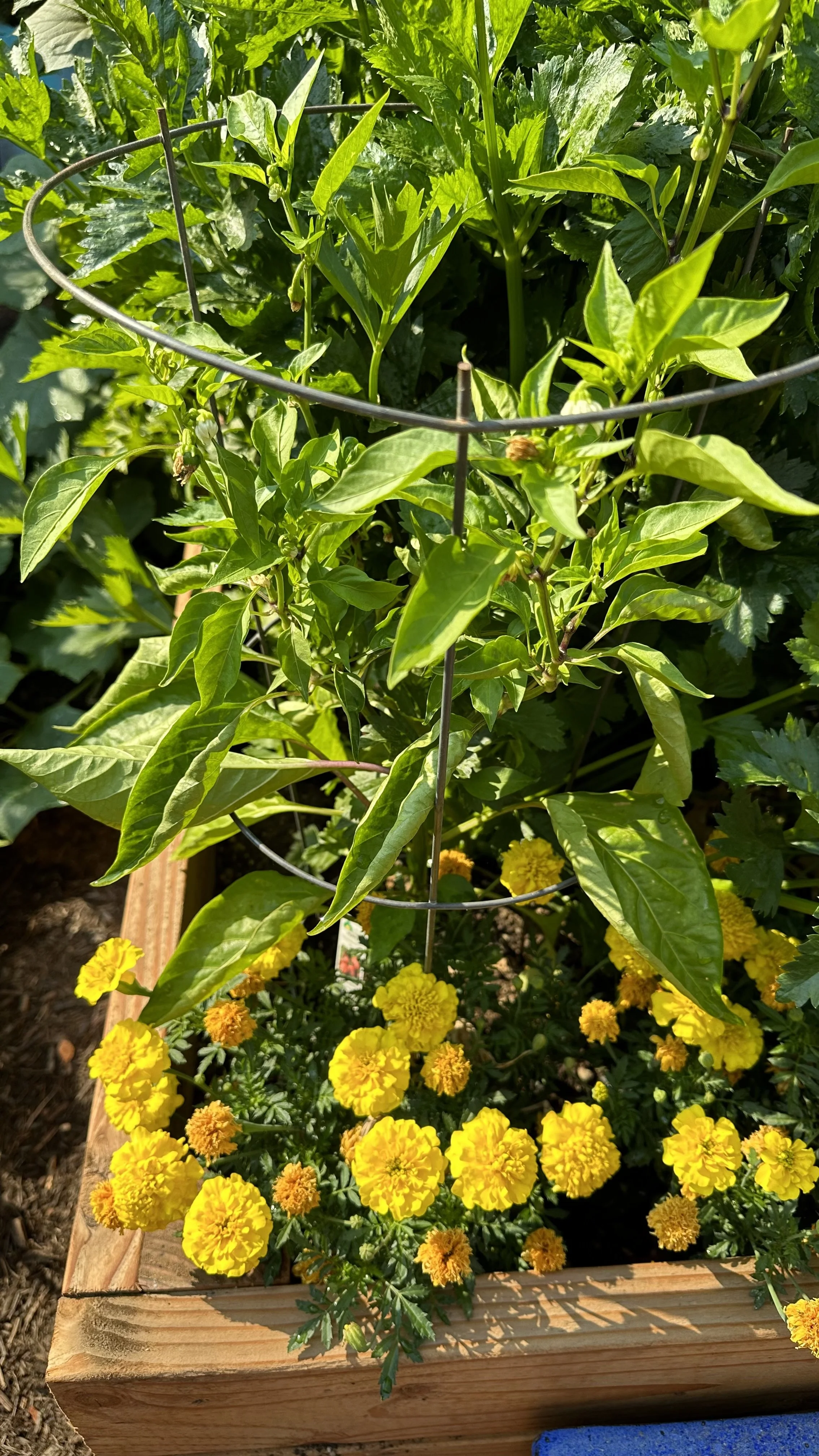How to Pair Marigold Companion Plants — Meadowlark Journal
