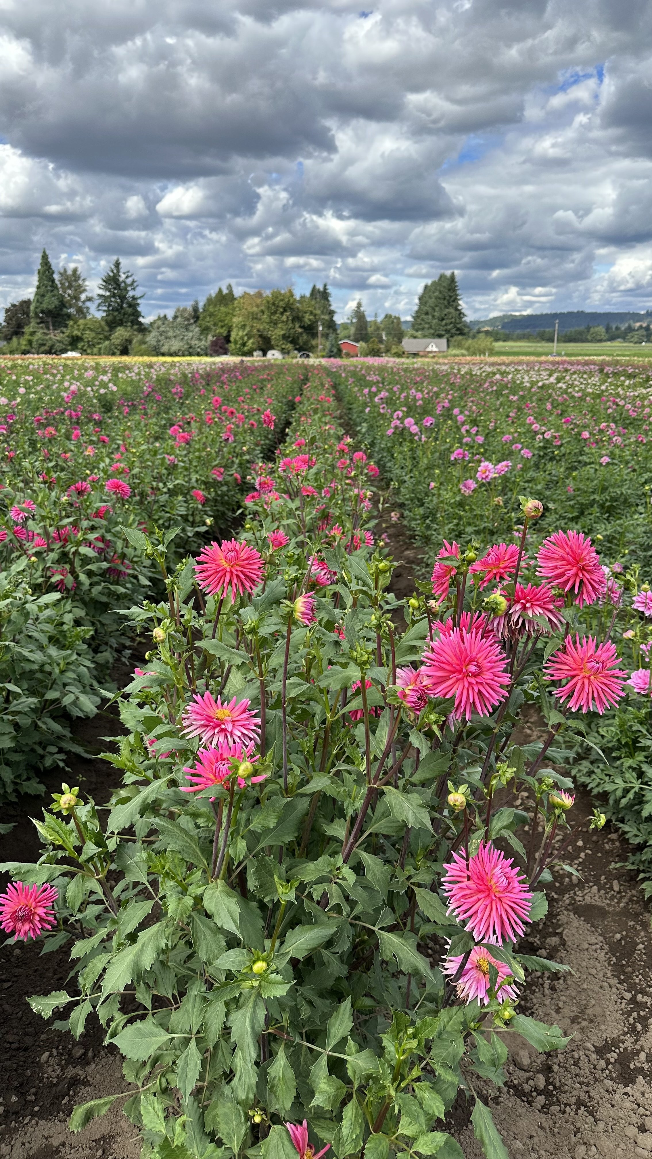 How to Deadhead Dahlias for Stunning Blooms — Meadowlark Journal