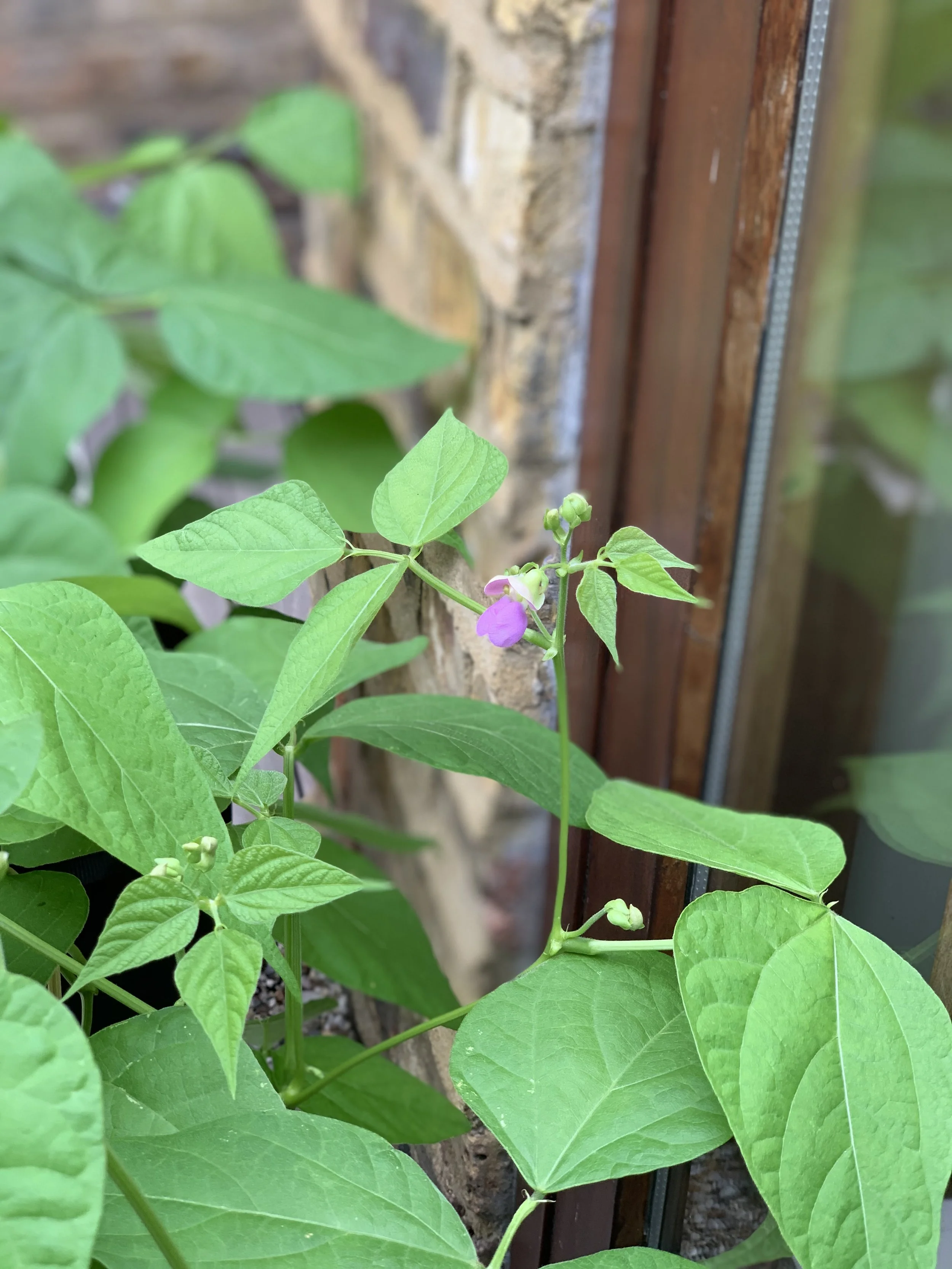 Easy Steps to Growing Green Beans in Containers — Meadowlark Journal