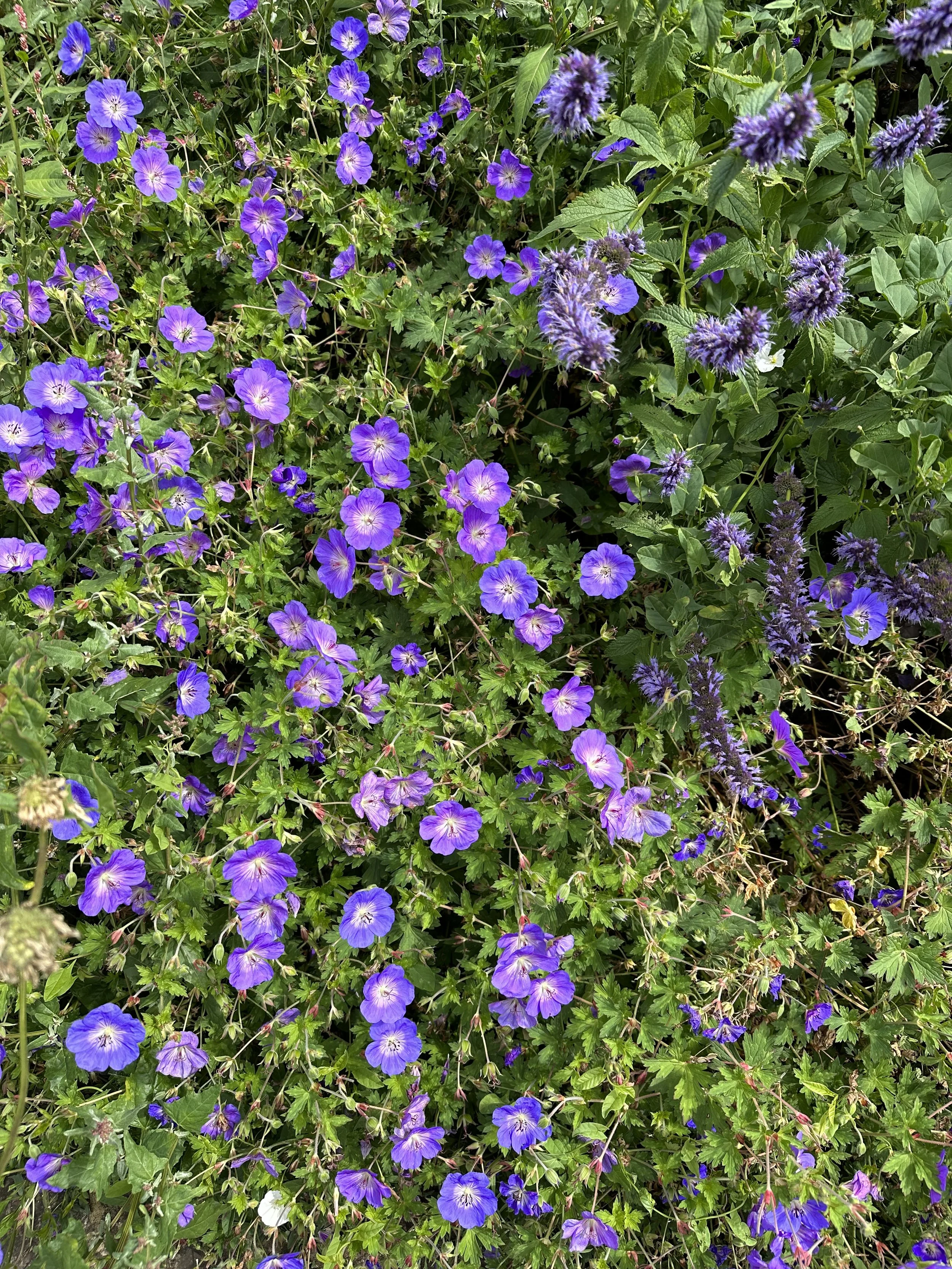 Top Slug Resistant Plants to Transform Your Garden