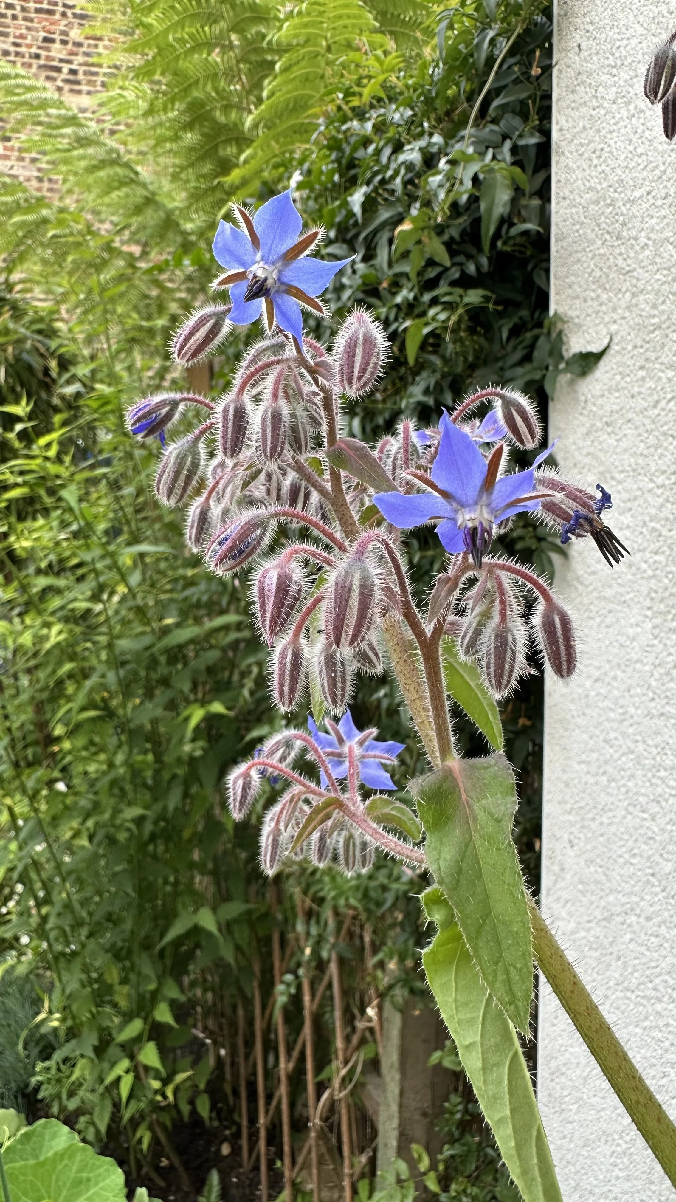 Borage Companion Planting: The Best Pairings