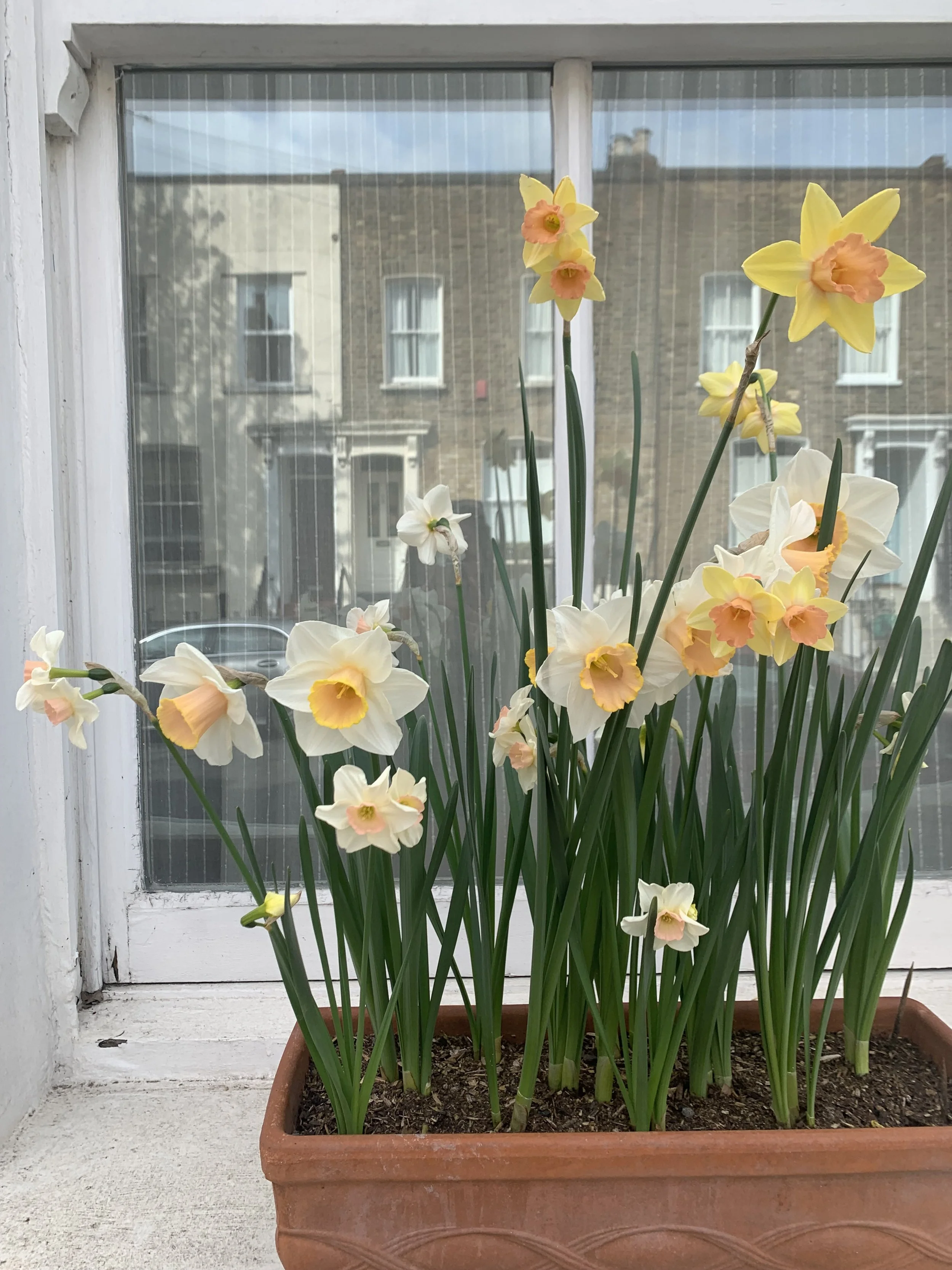 Easy Steps to Growing Bulbs in Pots — Meadowlark Journal