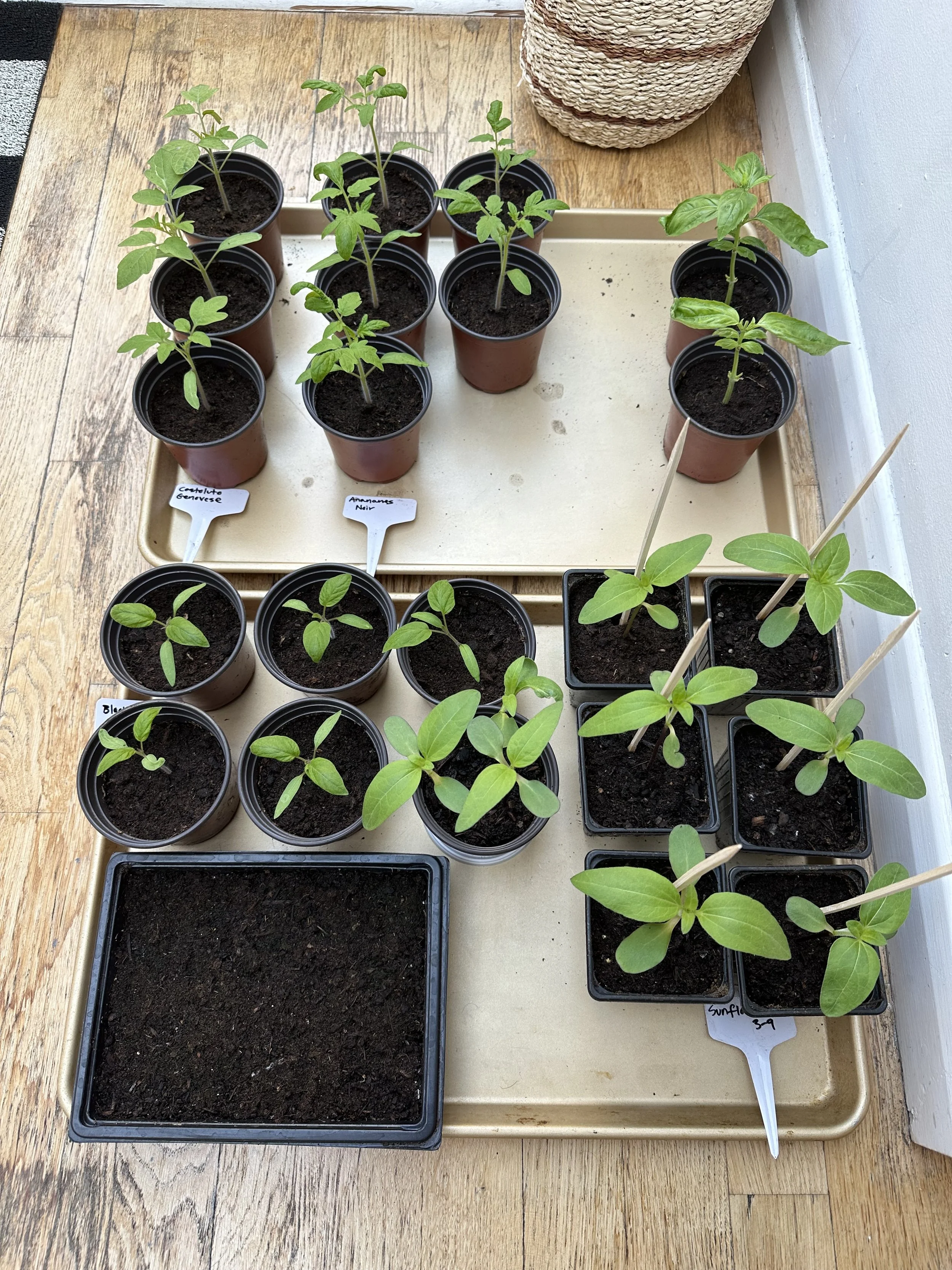 When to Start Tomato Seeds Indoors — Meadowlark Journal