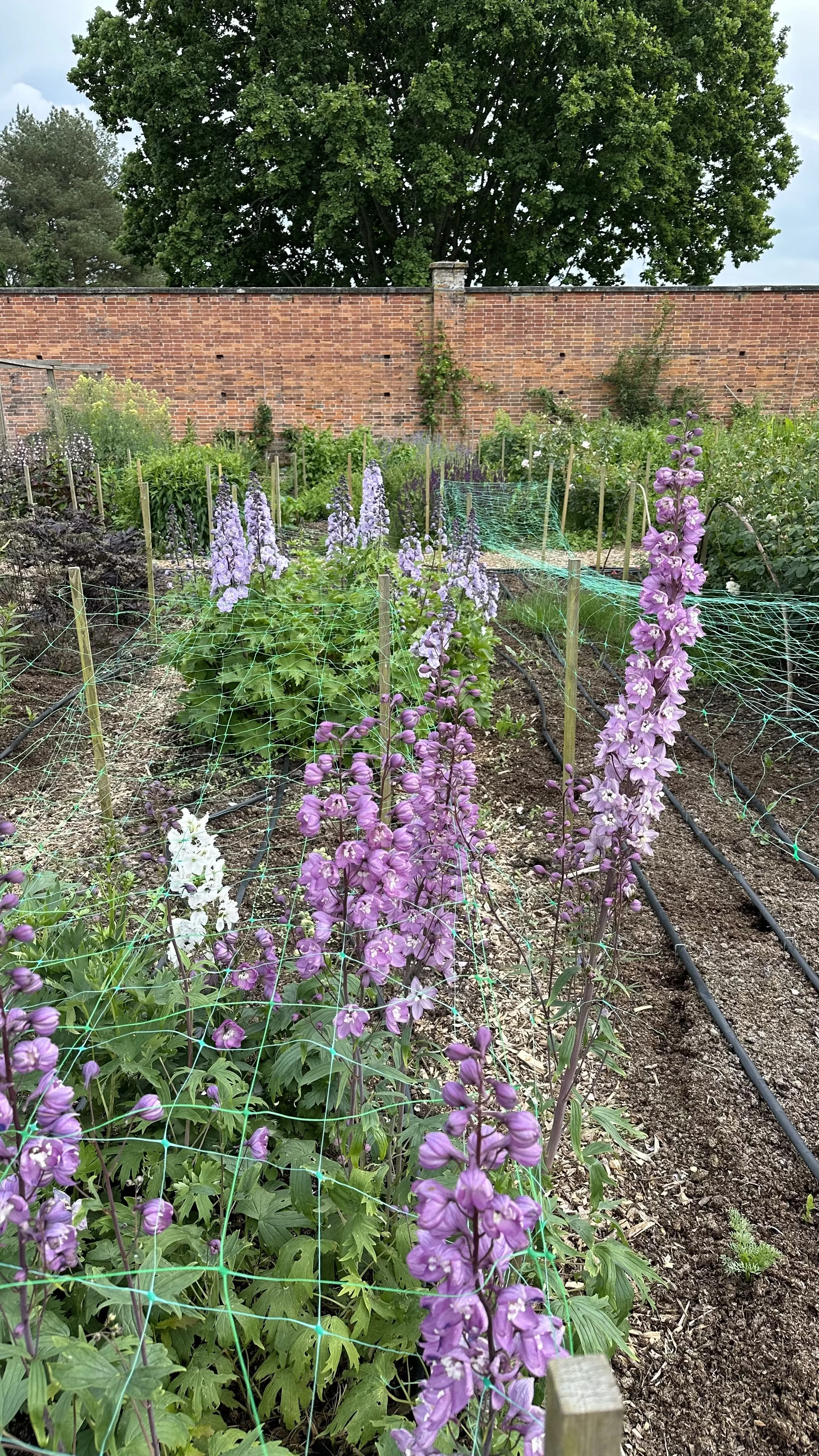 Cut Flower Garden: How to Get Started