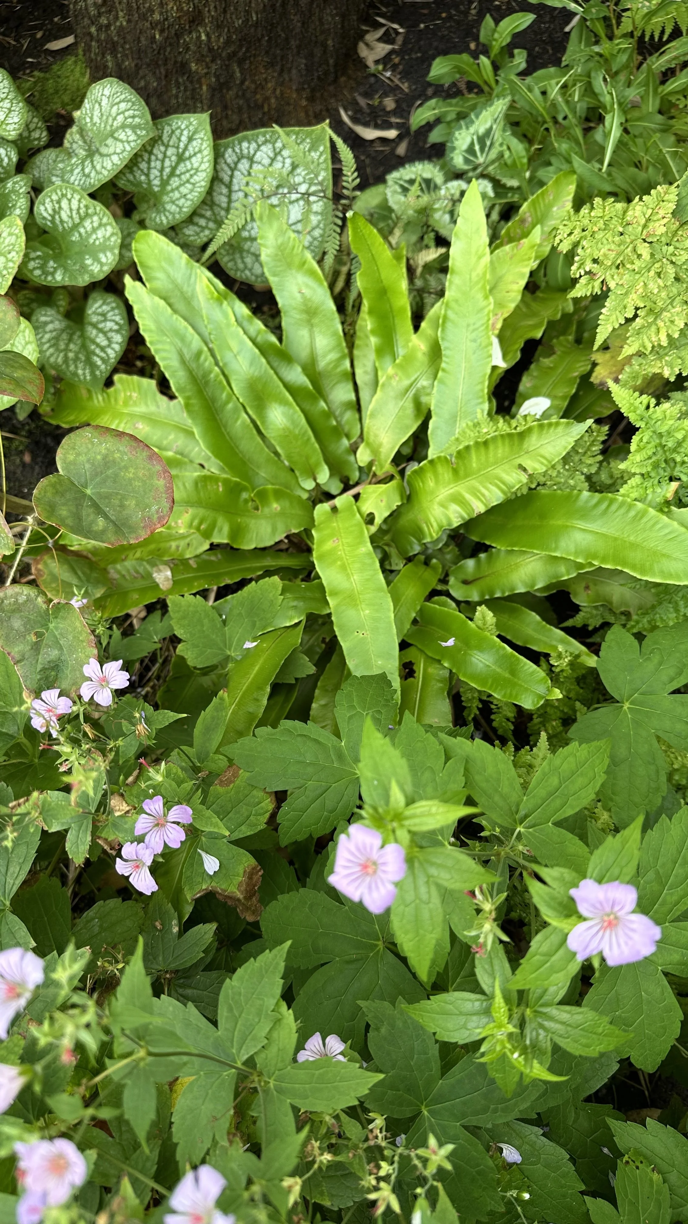 The Best Low Maintenance Shade Plants
