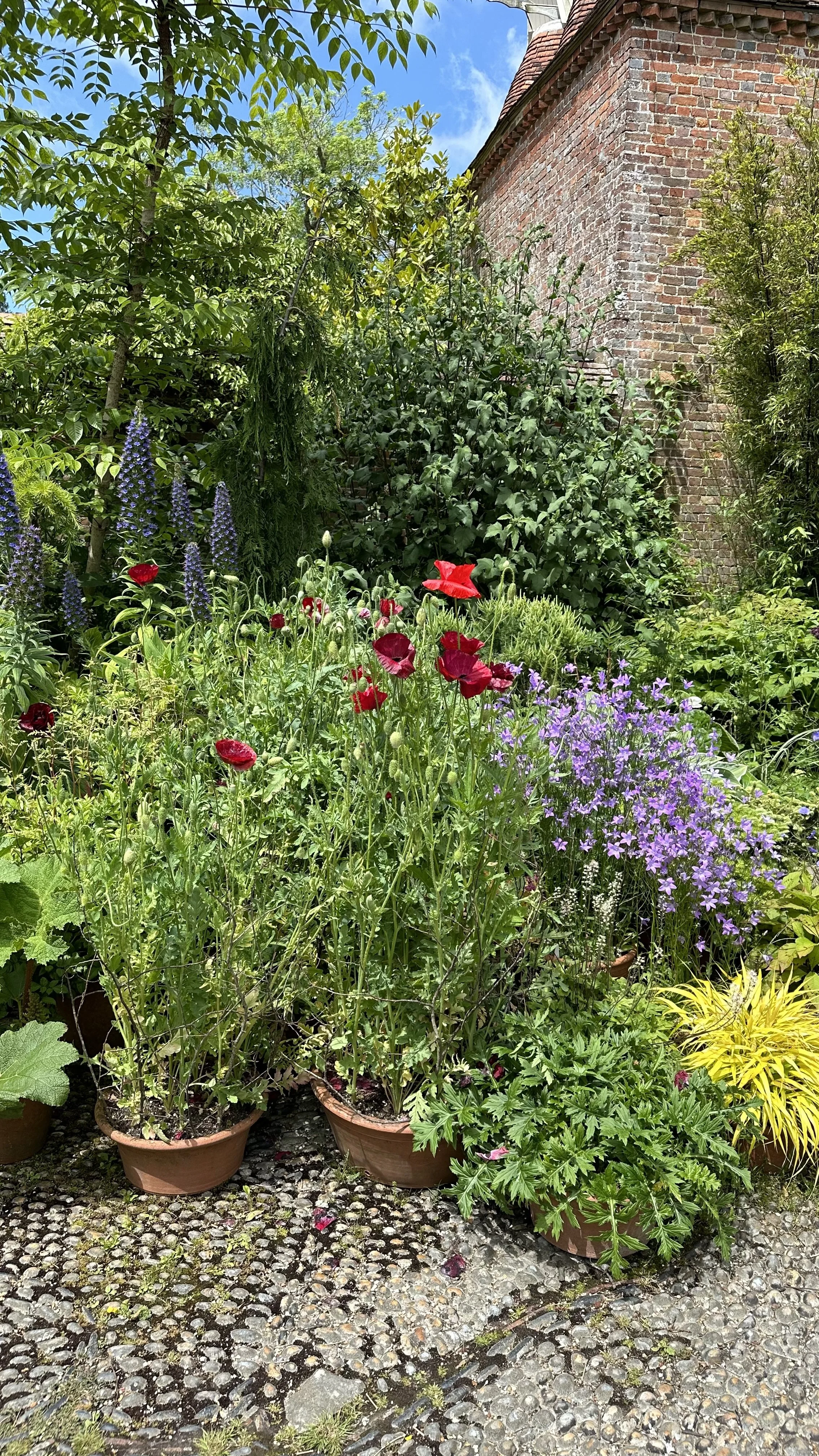 Growing Wildflowers in Pots: Easy Guide
