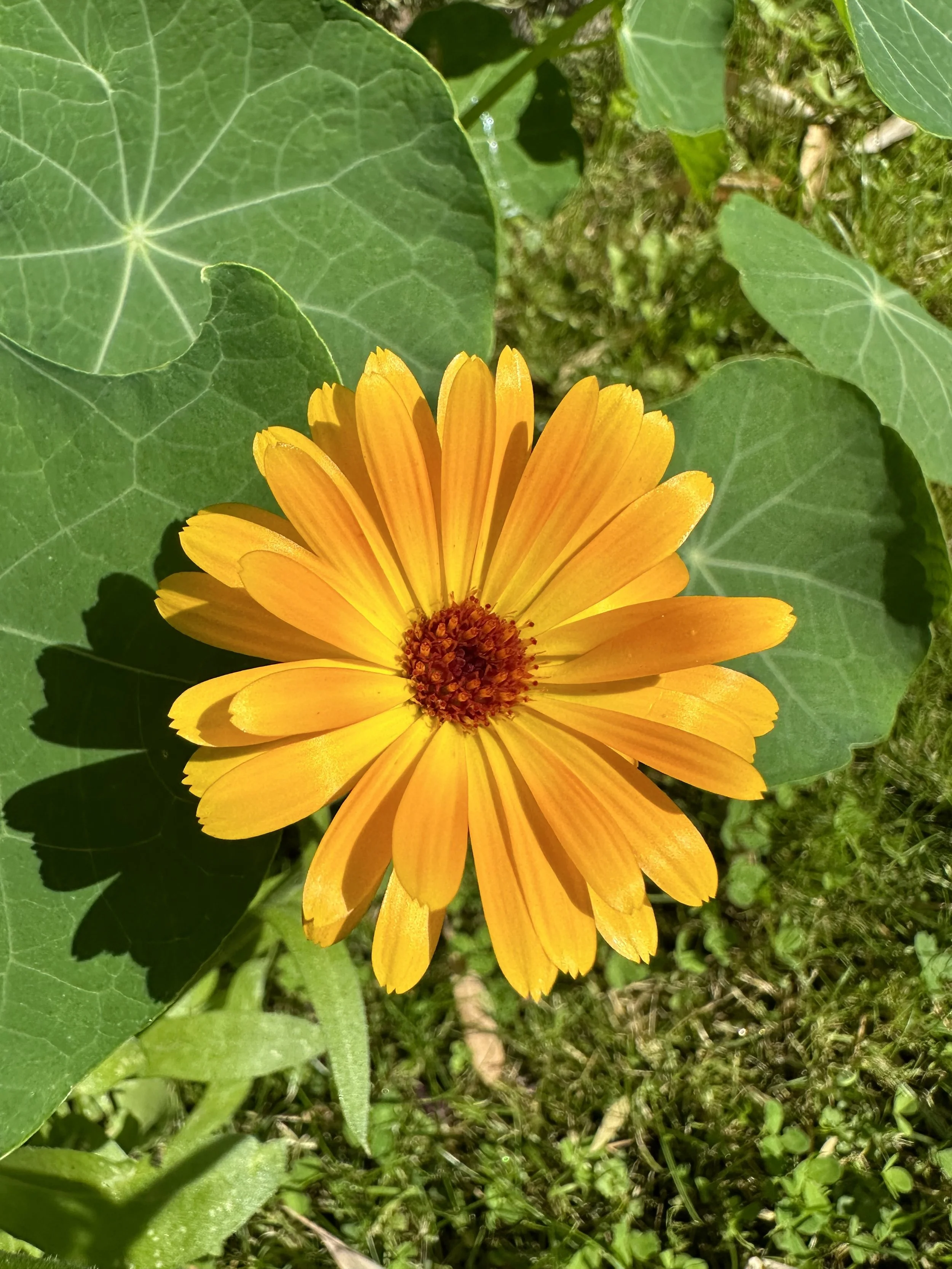 The Easiest Way to Grow&nbsp;Calendula from Seed