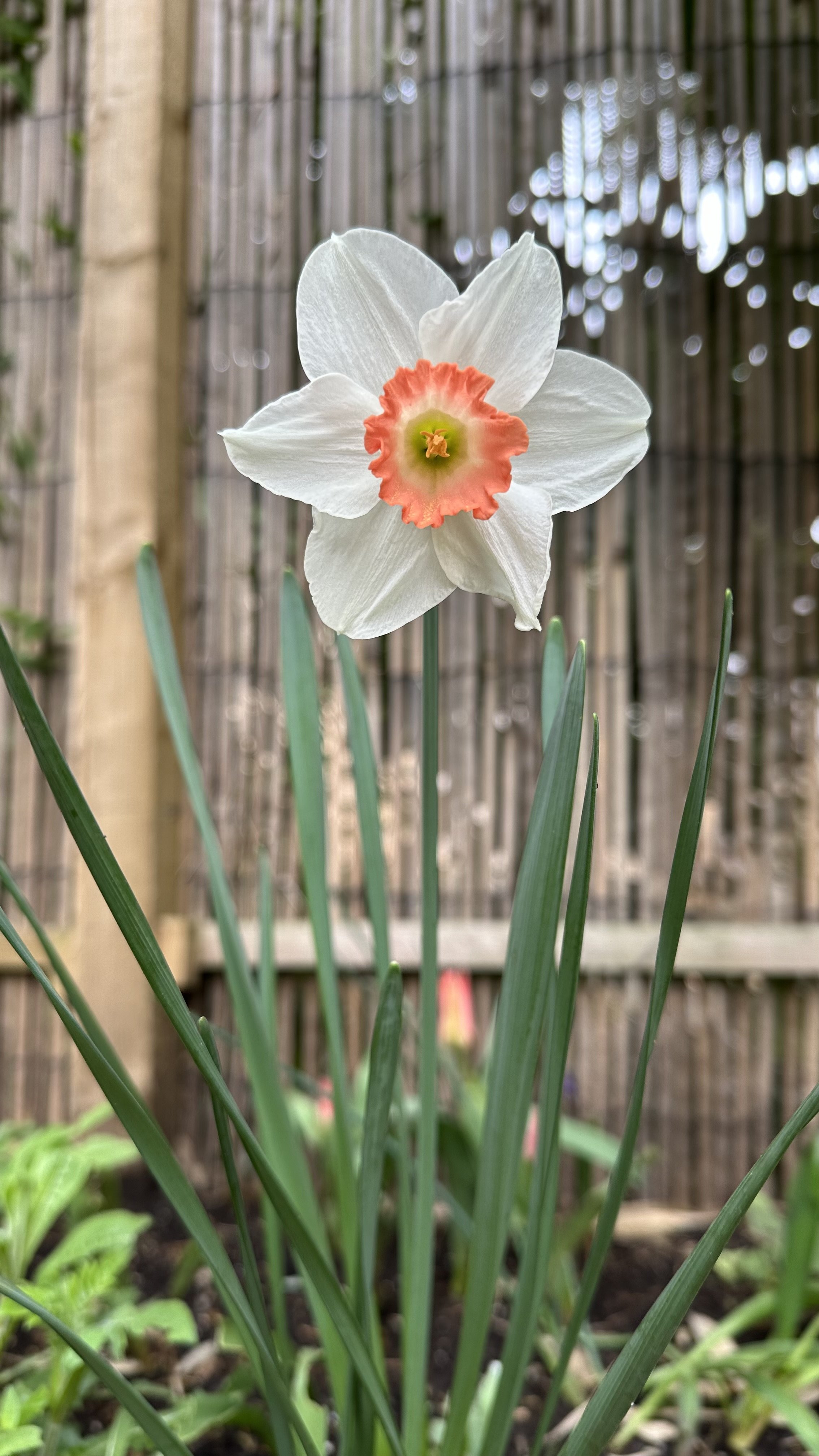 Deadheading Daffodils: How to Ensure Next Year’s Blooms